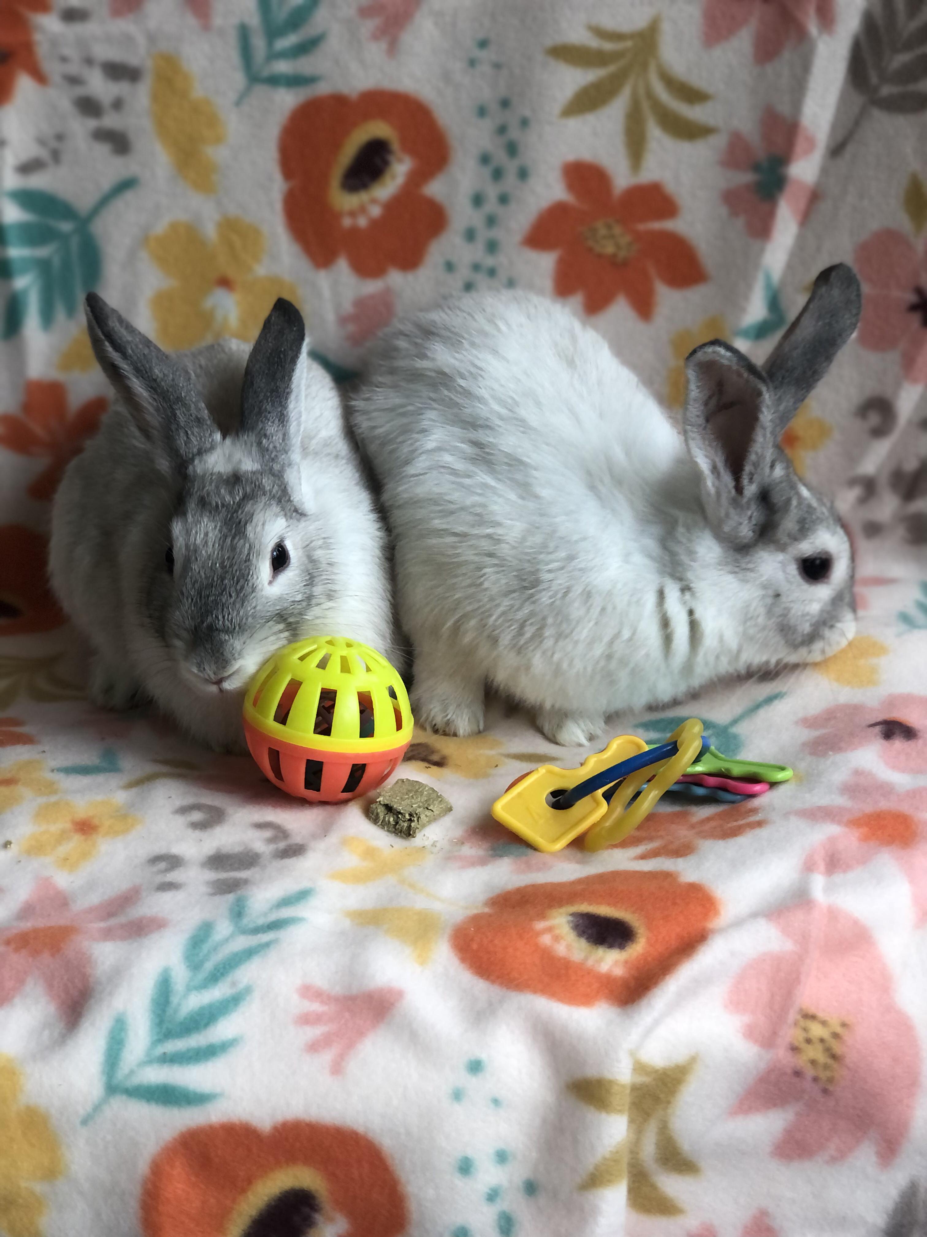 Enlarge Cutiefly & Jumpluff, a ADOPTABLE Satin in San Antonio, TX image 4/4