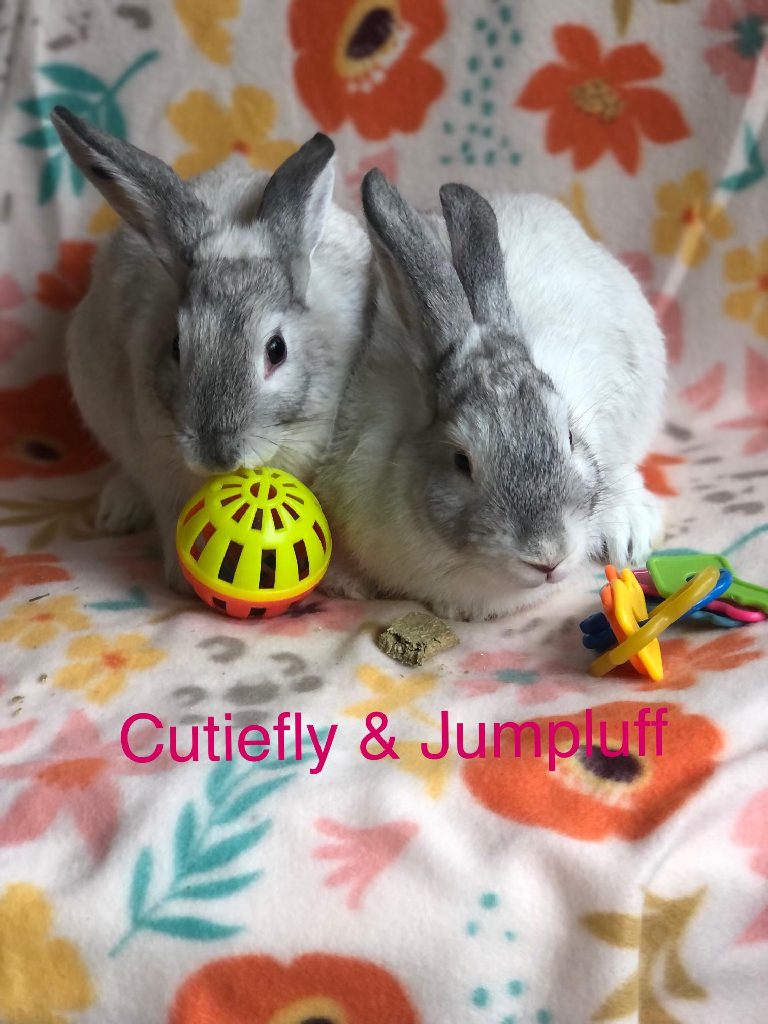 Enlarge Cutiefly & Jumpluff, a ADOPTABLE Satin in San Antonio, TX image 1/4