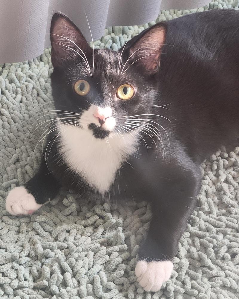 Peanut, Adoptable, Kitten Female Domestic Medium Hair.