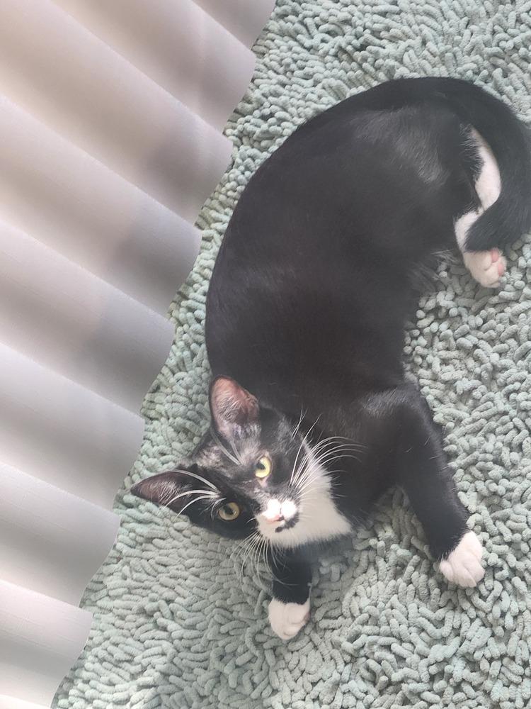 Enlarge Peanut, a Adoptable mixed breed in Wendell, NC image 1/4