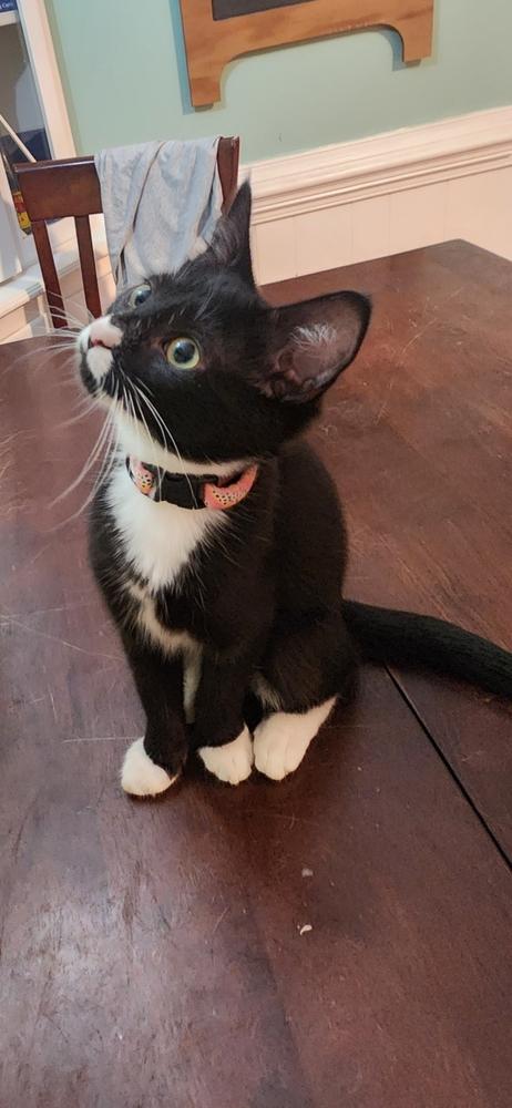 Enlarge Peanut, a Adoptable mixed breed in Wendell, NC image 2/4