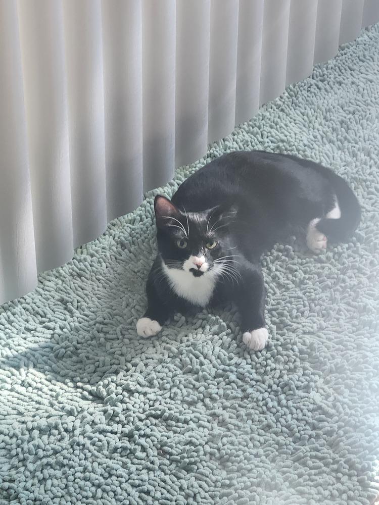 Enlarge Peanut, a Adoptable mixed breed in Wendell, NC image 4/4