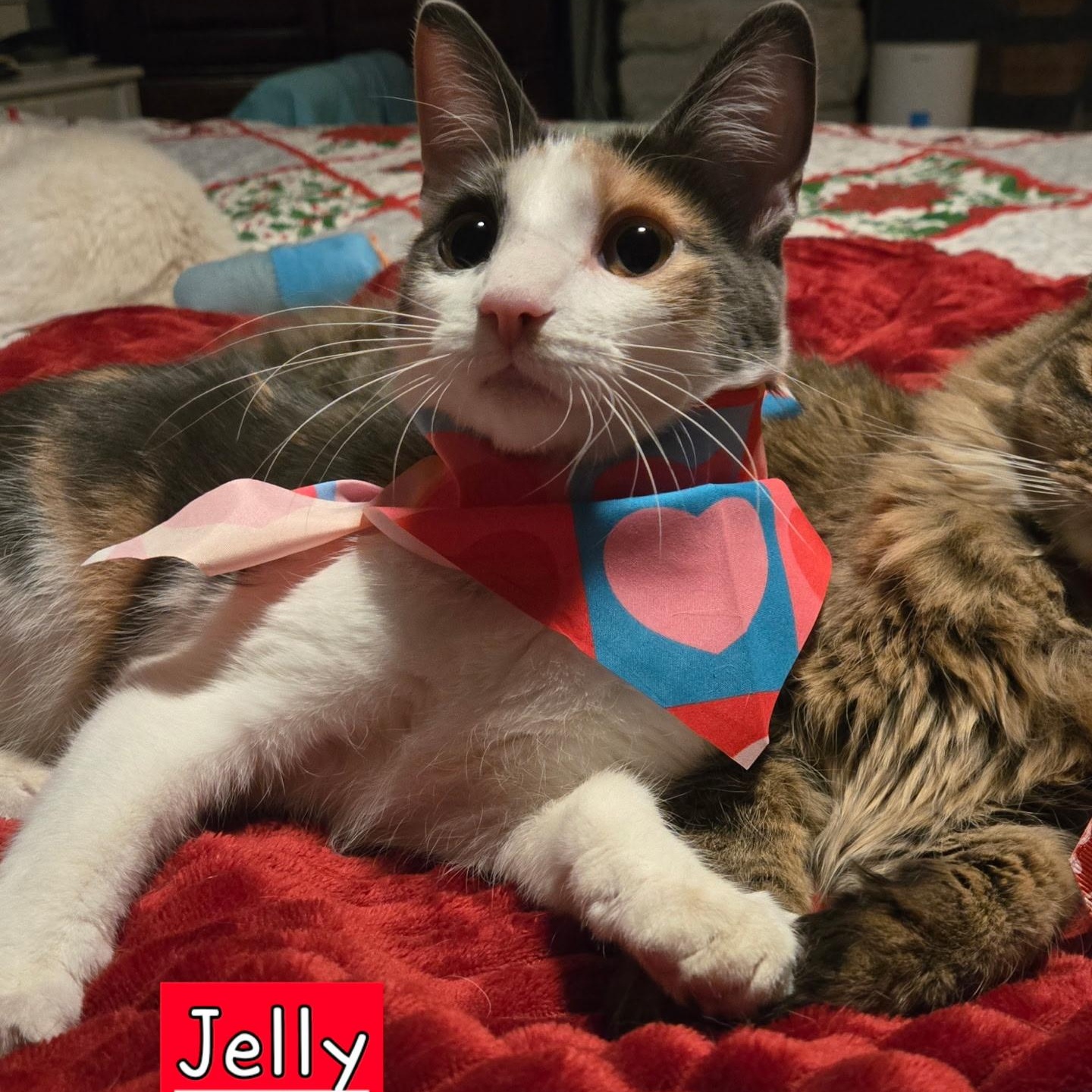 Jelly ( IN FOSTER ), an adopted Domestic Short Hair in Myerstown, PA_image-1