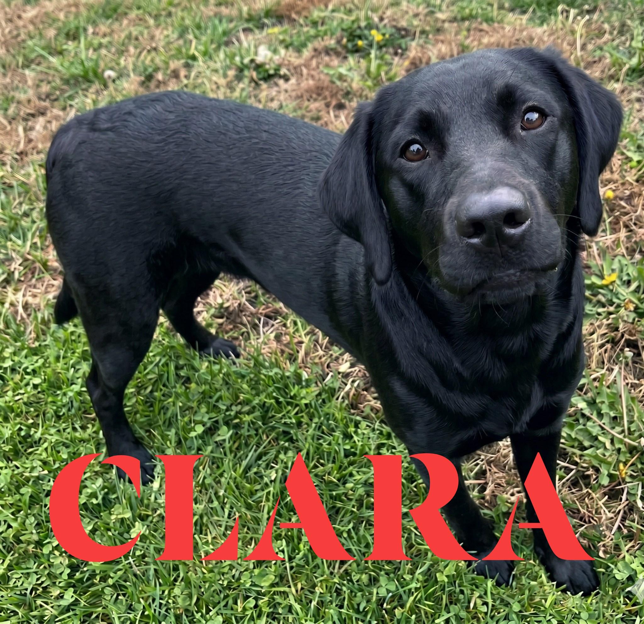 Enlarge Clara, a ADOPTABLE Black Labrador Retriever in Saint George, UT image 1/1
