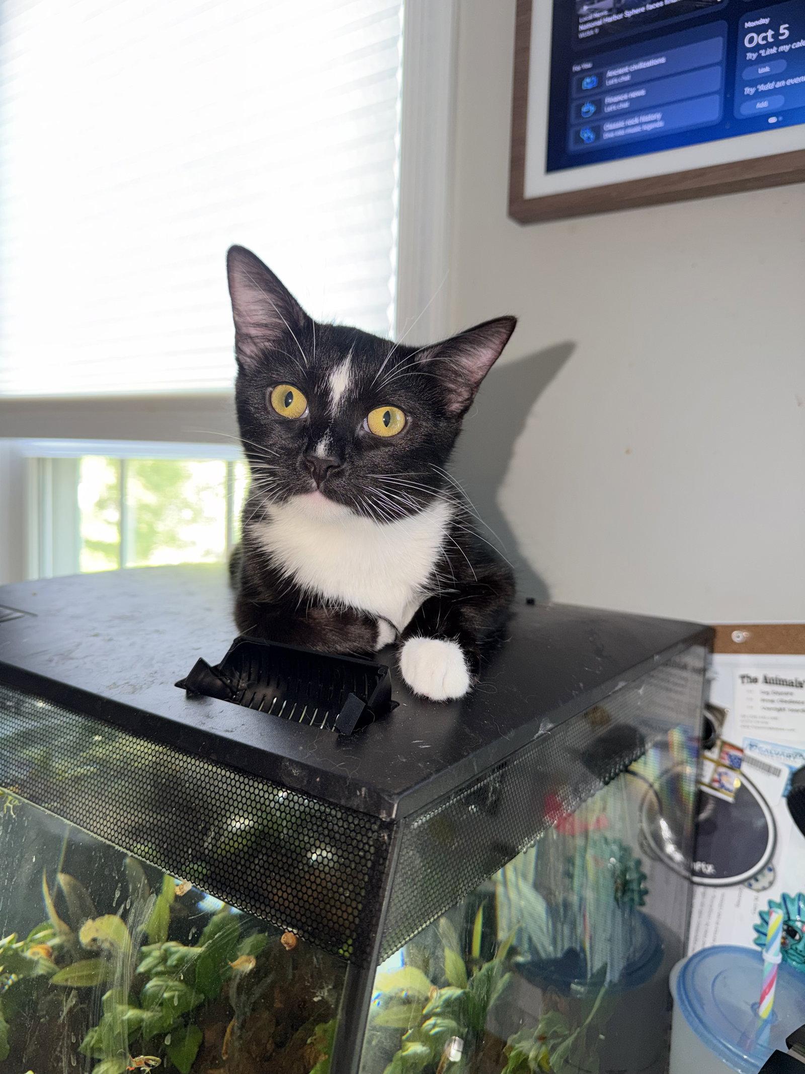 Umbreon, Adoptable, Young Male Domestic Short Hair.