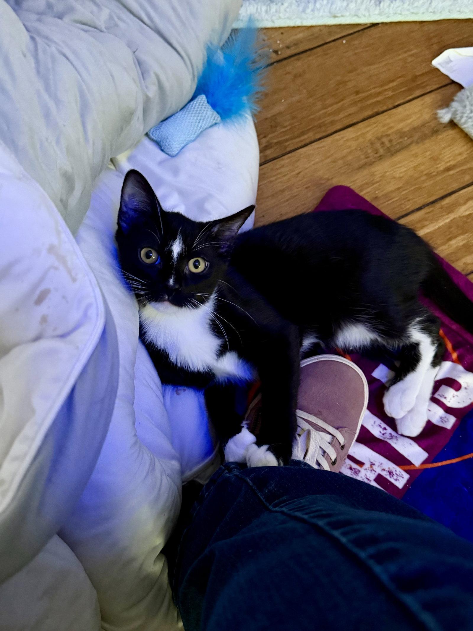 Enlarge Umbreon, a Adoptable Domestic Short Hair in Rockville, MD image 1/3