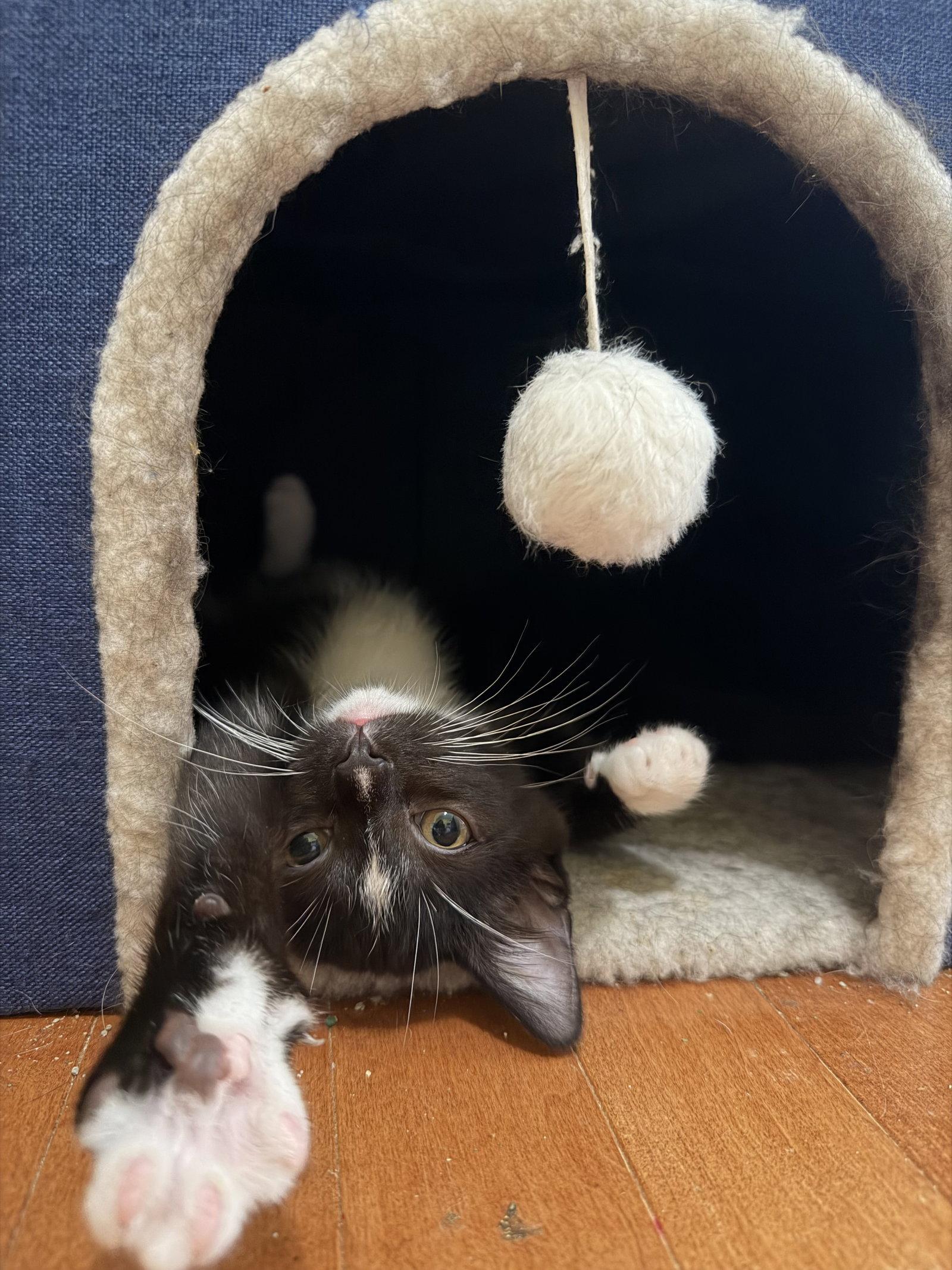 Enlarge Umbreon, a Adoptable Domestic Short Hair in Rockville, MD image 2/3