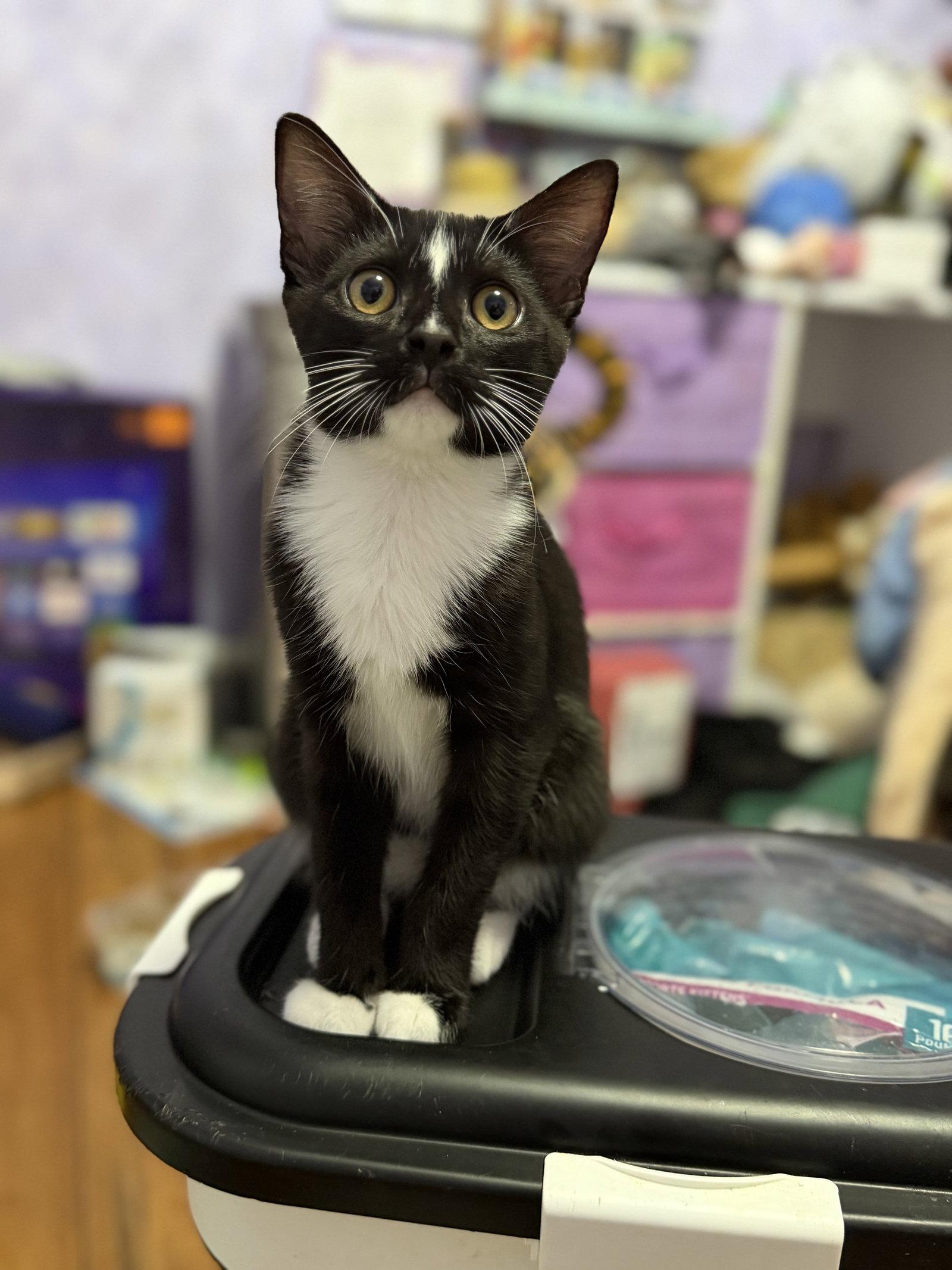 Enlarge Umbreon, a Adoptable Domestic Short Hair in Rockville, MD image 2/3