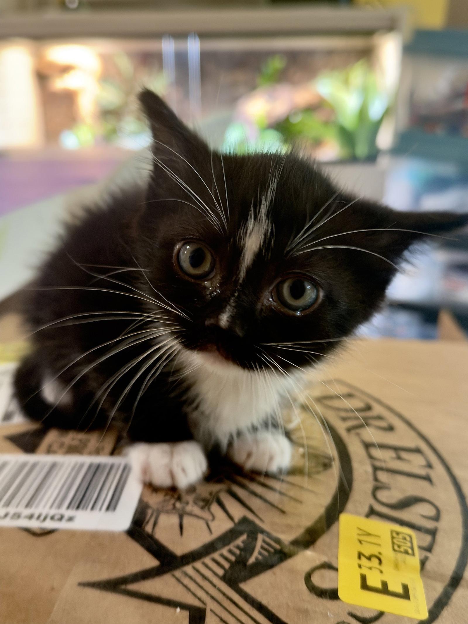 Umbreon, Adoptable, Young Male Domestic Short Hair.