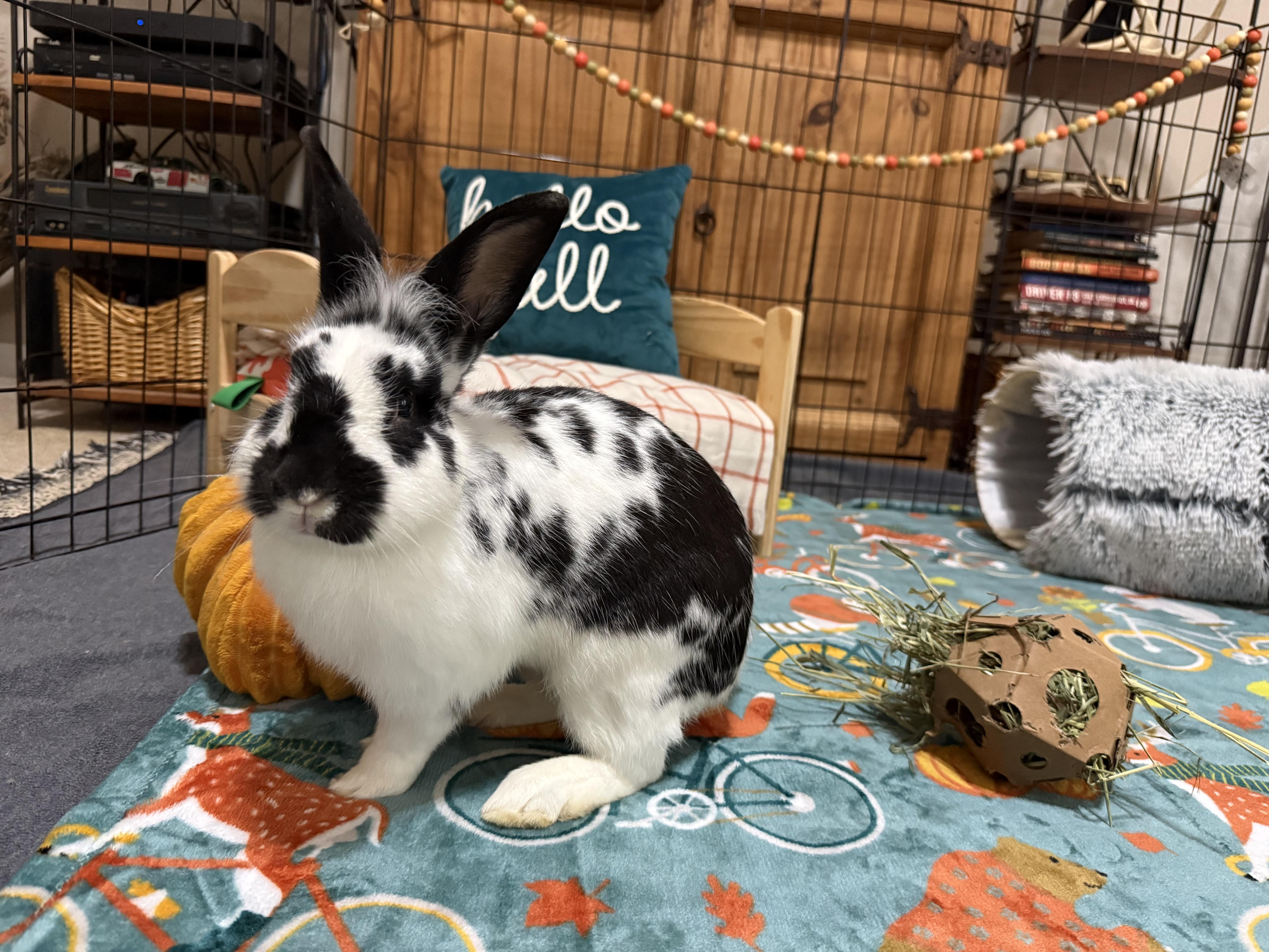Enlarge Sheridan, a Adoptable Lionhead in Little Rock, AR image 1/6