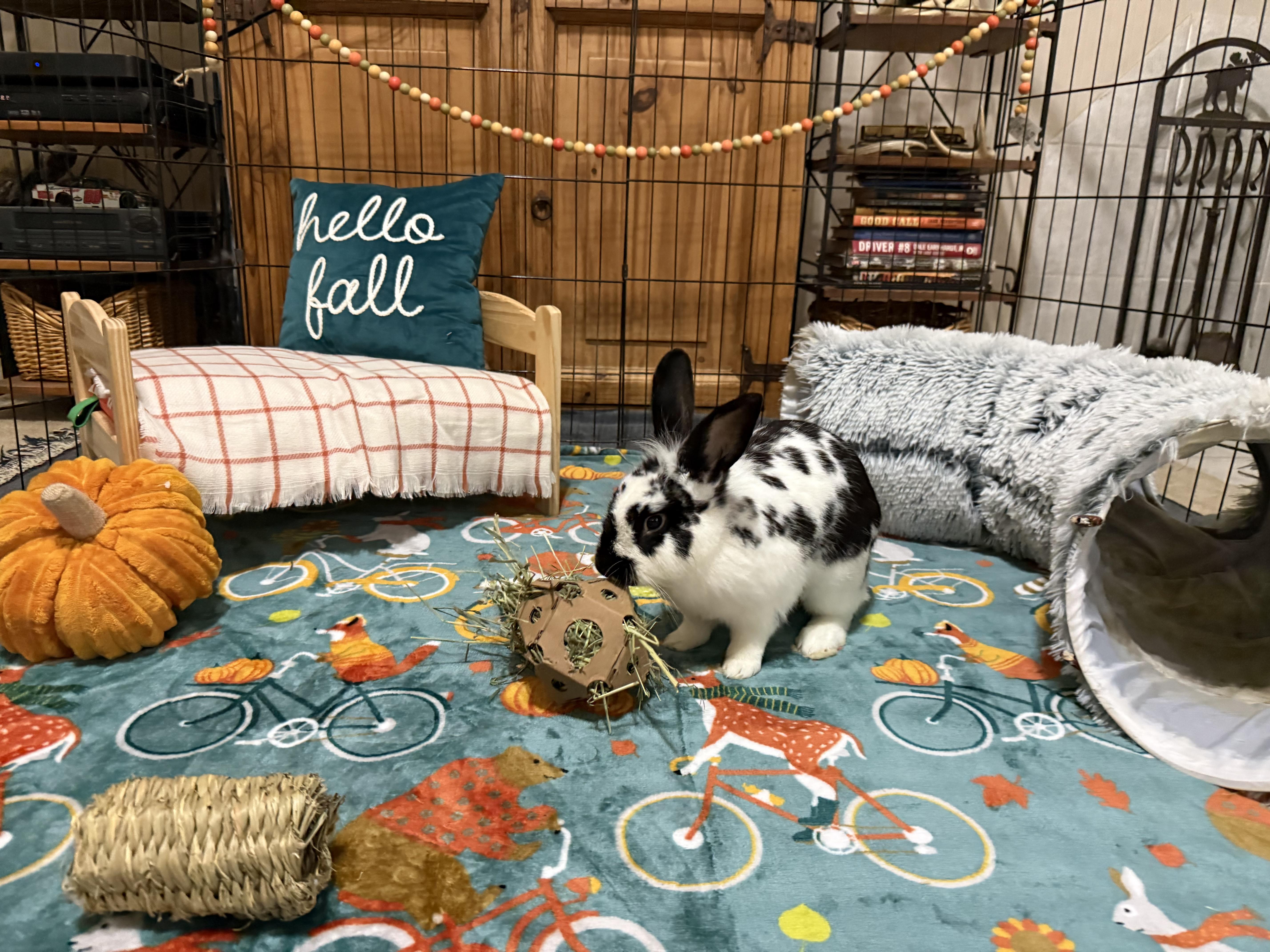 Enlarge Sheridan, a Adoptable Lionhead in Little Rock, AR image 4/6