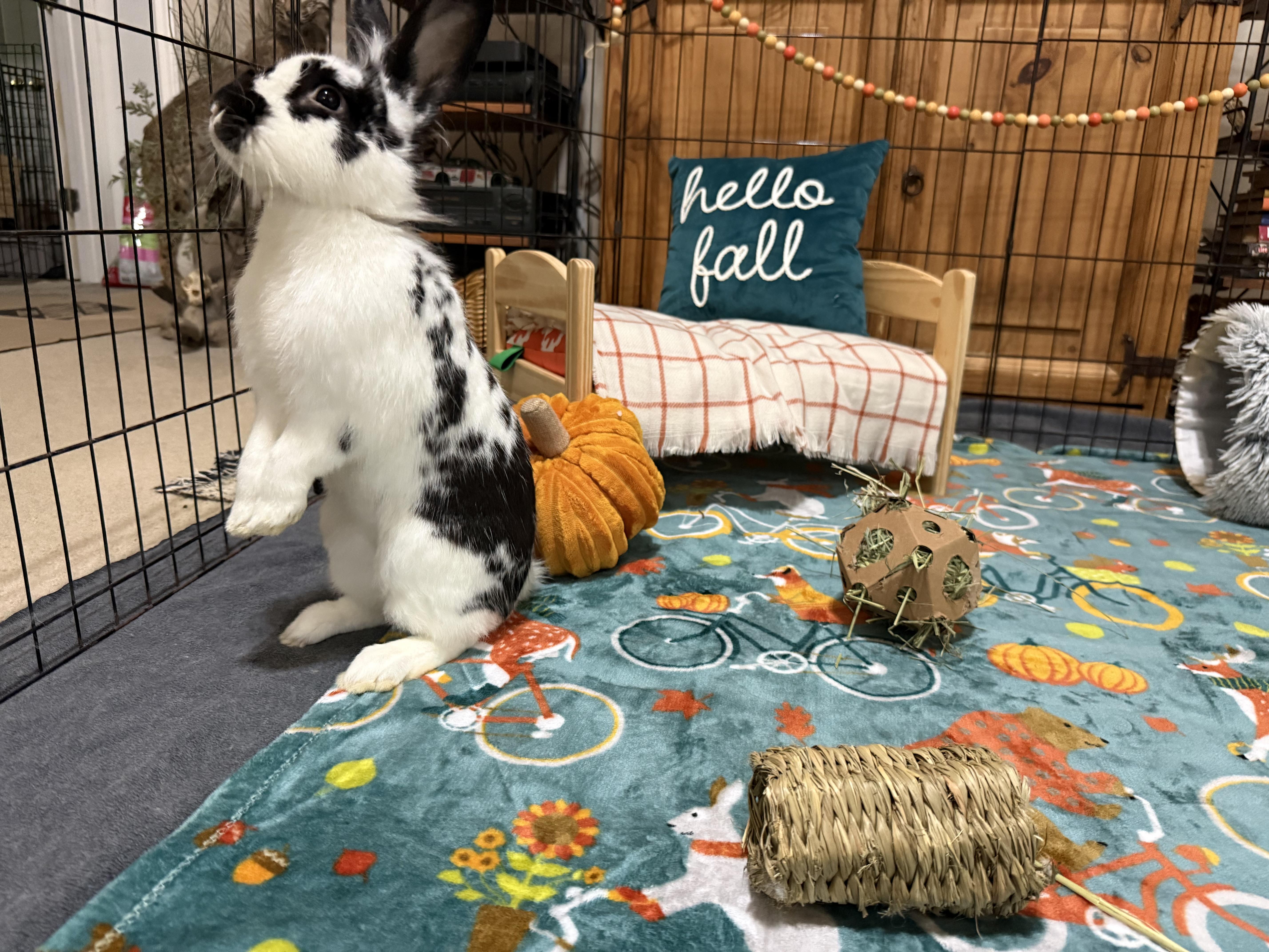 Enlarge Sheridan, a Adoptable Lionhead in Little Rock, AR image 6/6