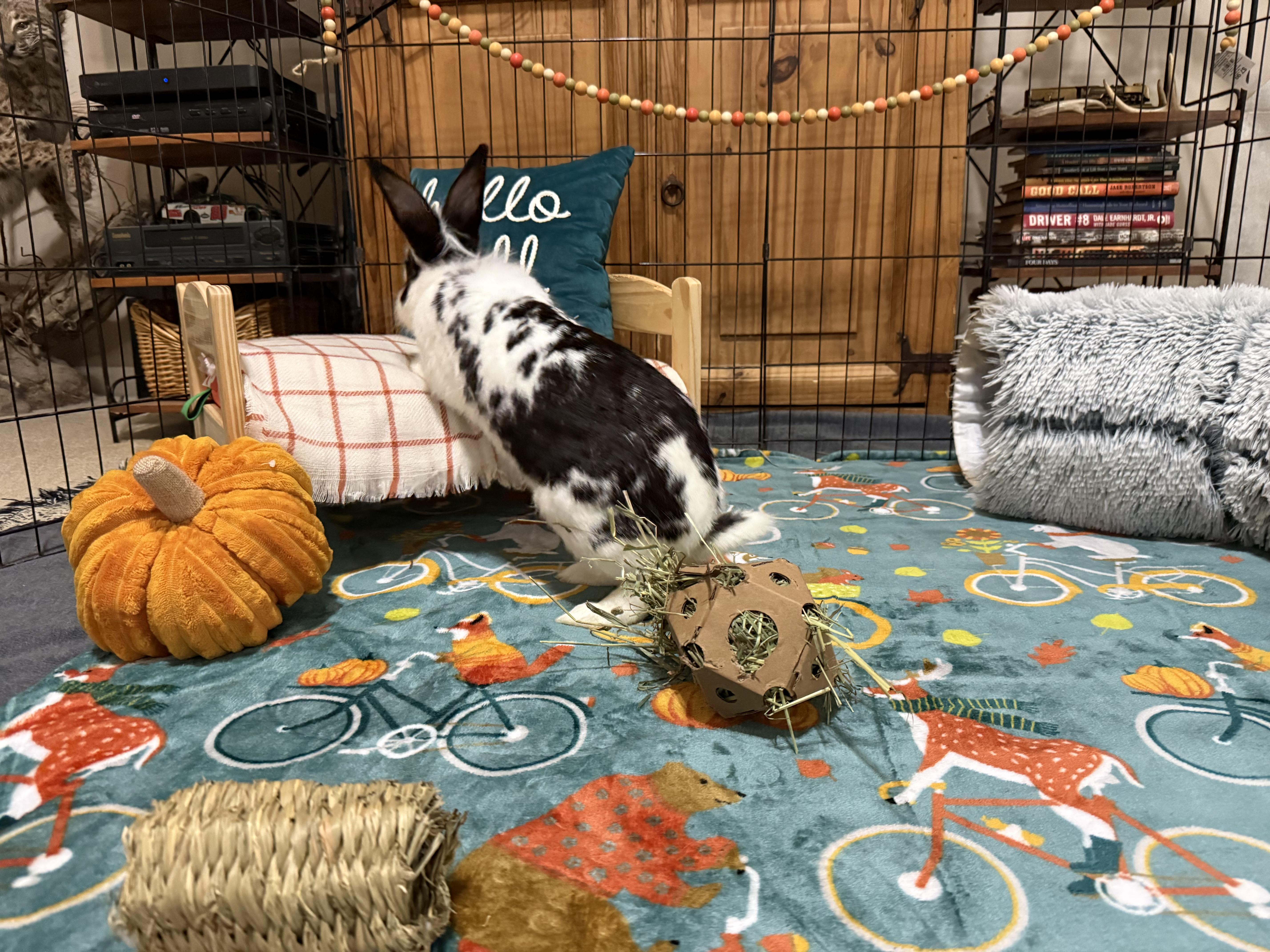 Enlarge Sheridan, a Adoptable Lionhead in Little Rock, AR image 3/6