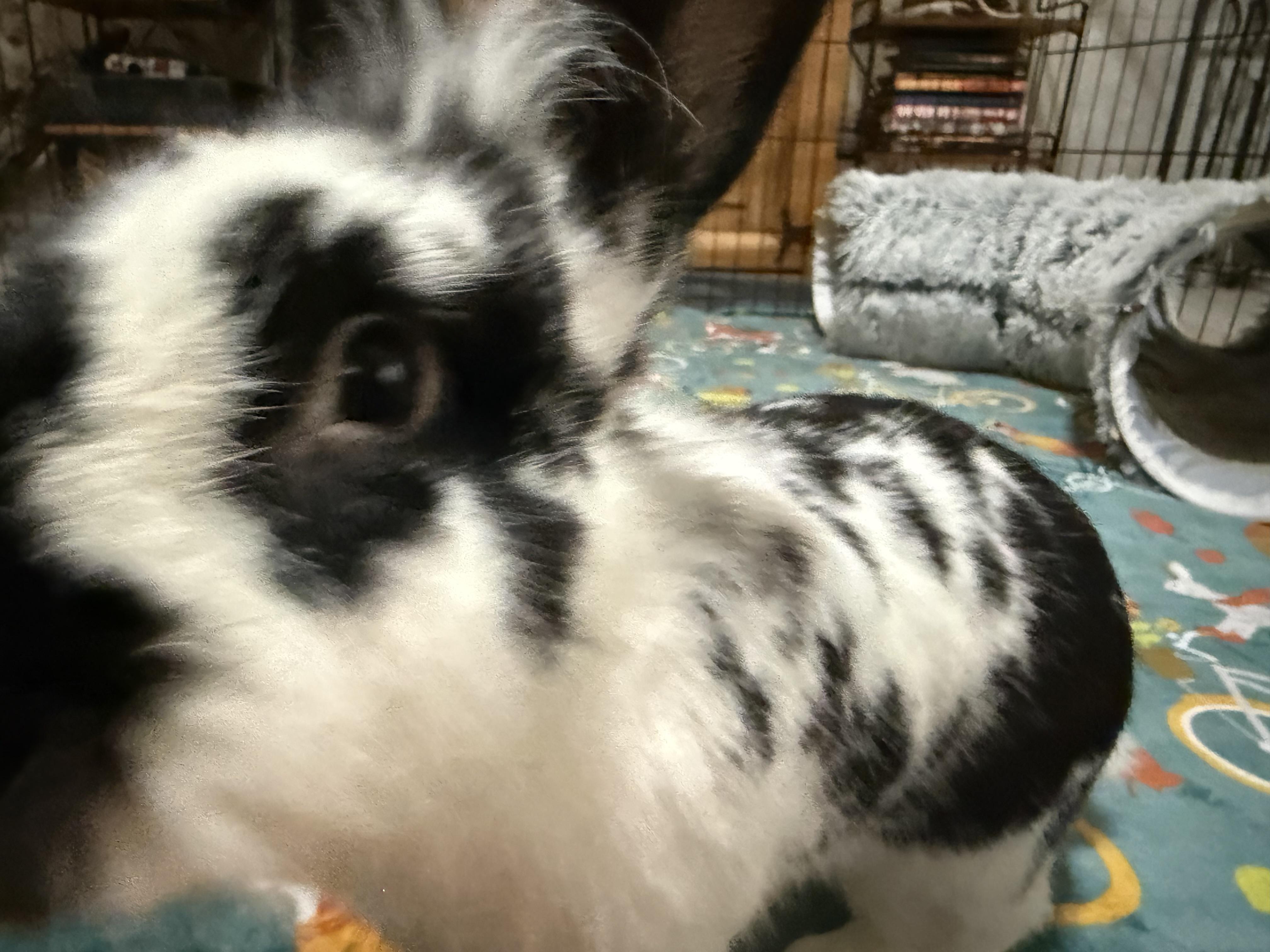 Enlarge Sheridan, a Adoptable Lionhead in Little Rock, AR image 5/6
