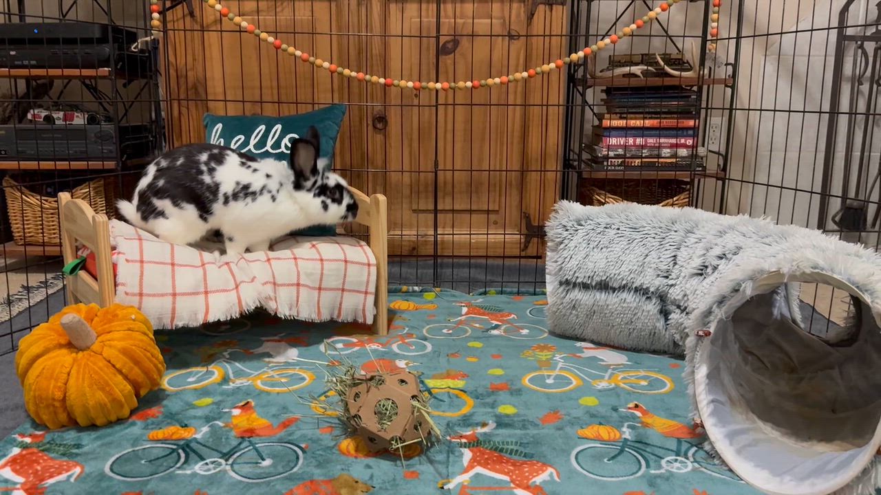 Enlarge Sheridan, a Adoptable Lionhead in Little Rock, AR video 2/6