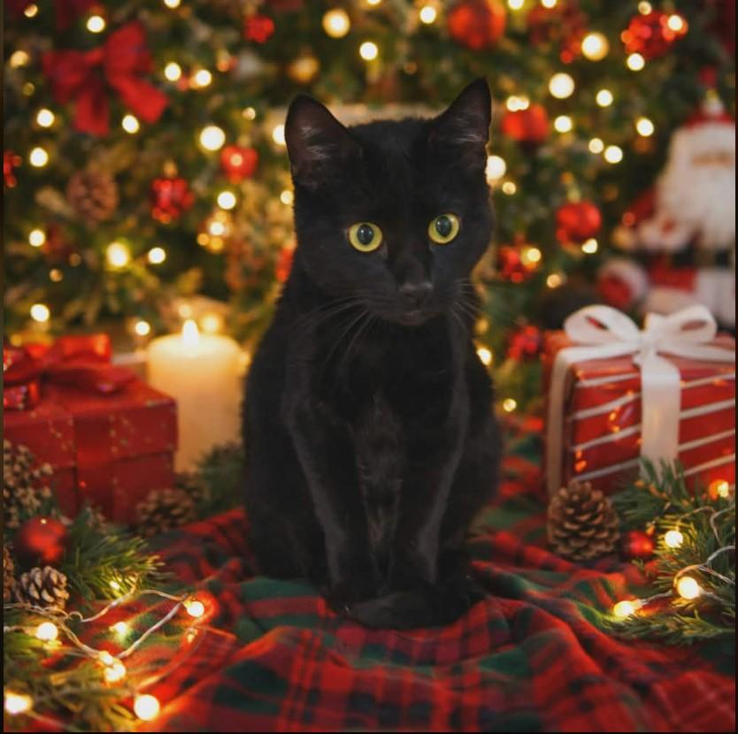 Enlarge JULIA GOULIA - FFPR, a Adoptable Domestic Short Hair in Walnut Creek, CA image 1/2