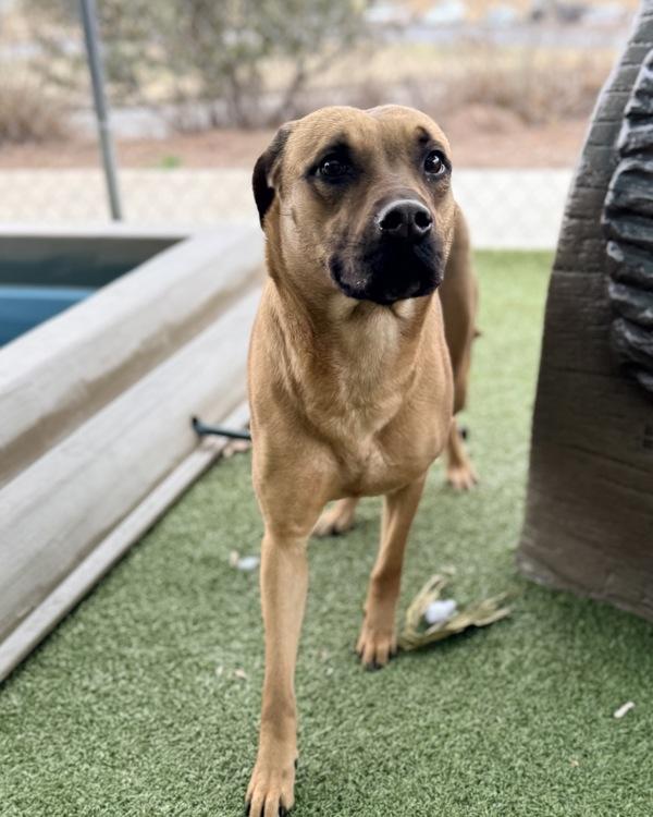 Enlarge Daisy, a Adoptable mixed breed in Canton, GA image 1/1