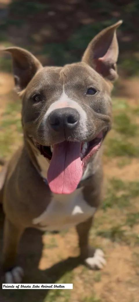 Goose, ADOPTABLE, Adult Male Pit Bull Terrier.