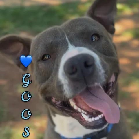 Goose, a ADOPTABLE mixed breed in Shasta Lake, CA image 2/3