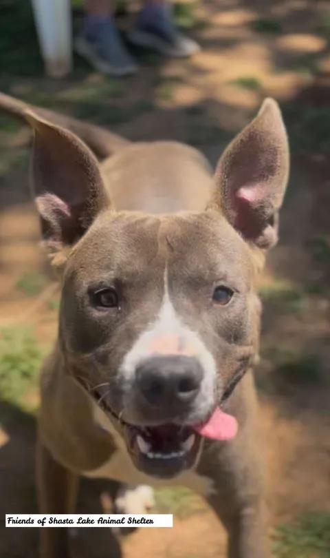 Goose, a ADOPTABLE mixed breed in Shasta Lake, CA image 3/3