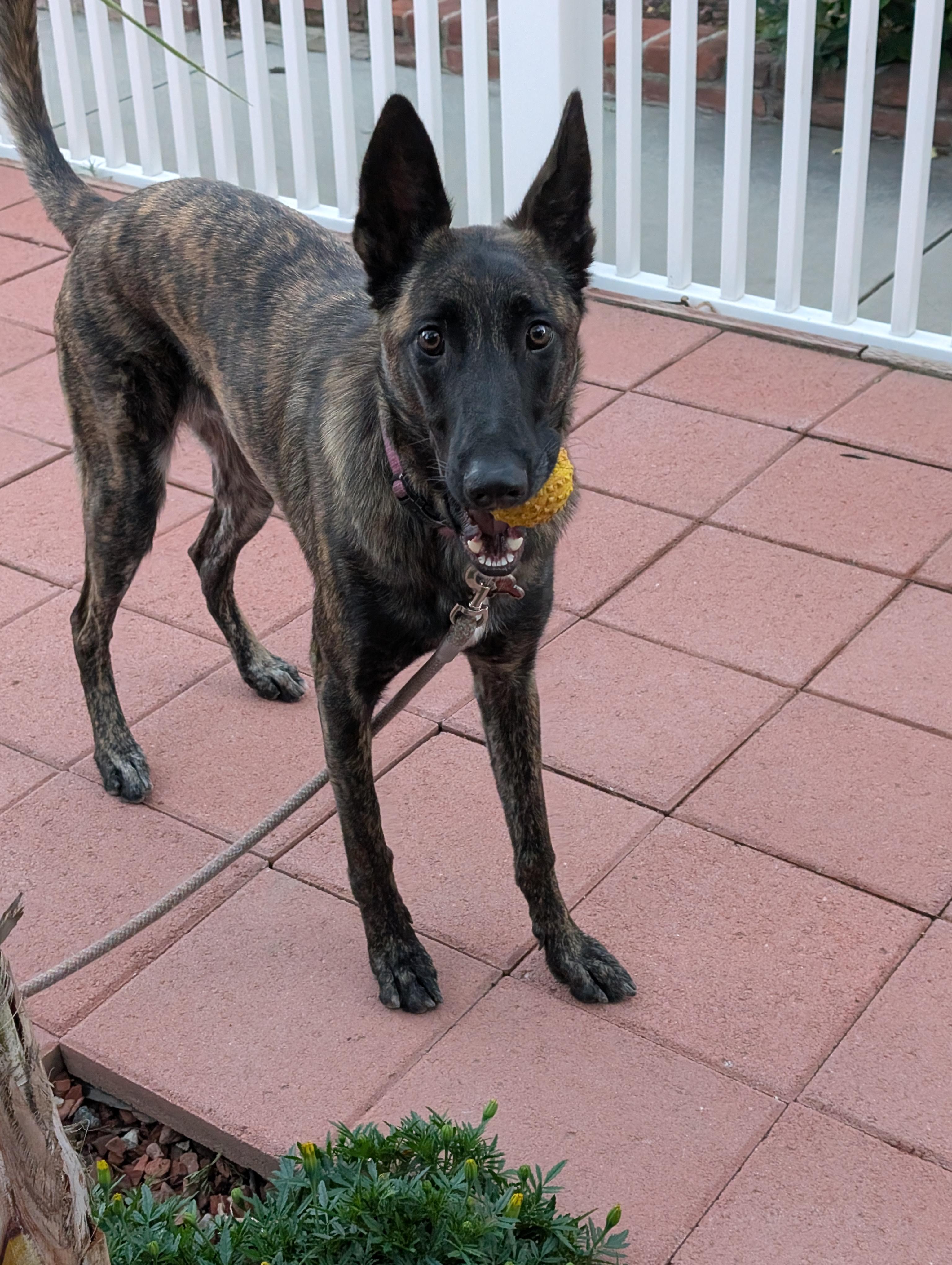 RD Chai, Adoptable, Young Female Dutch Shepherd.