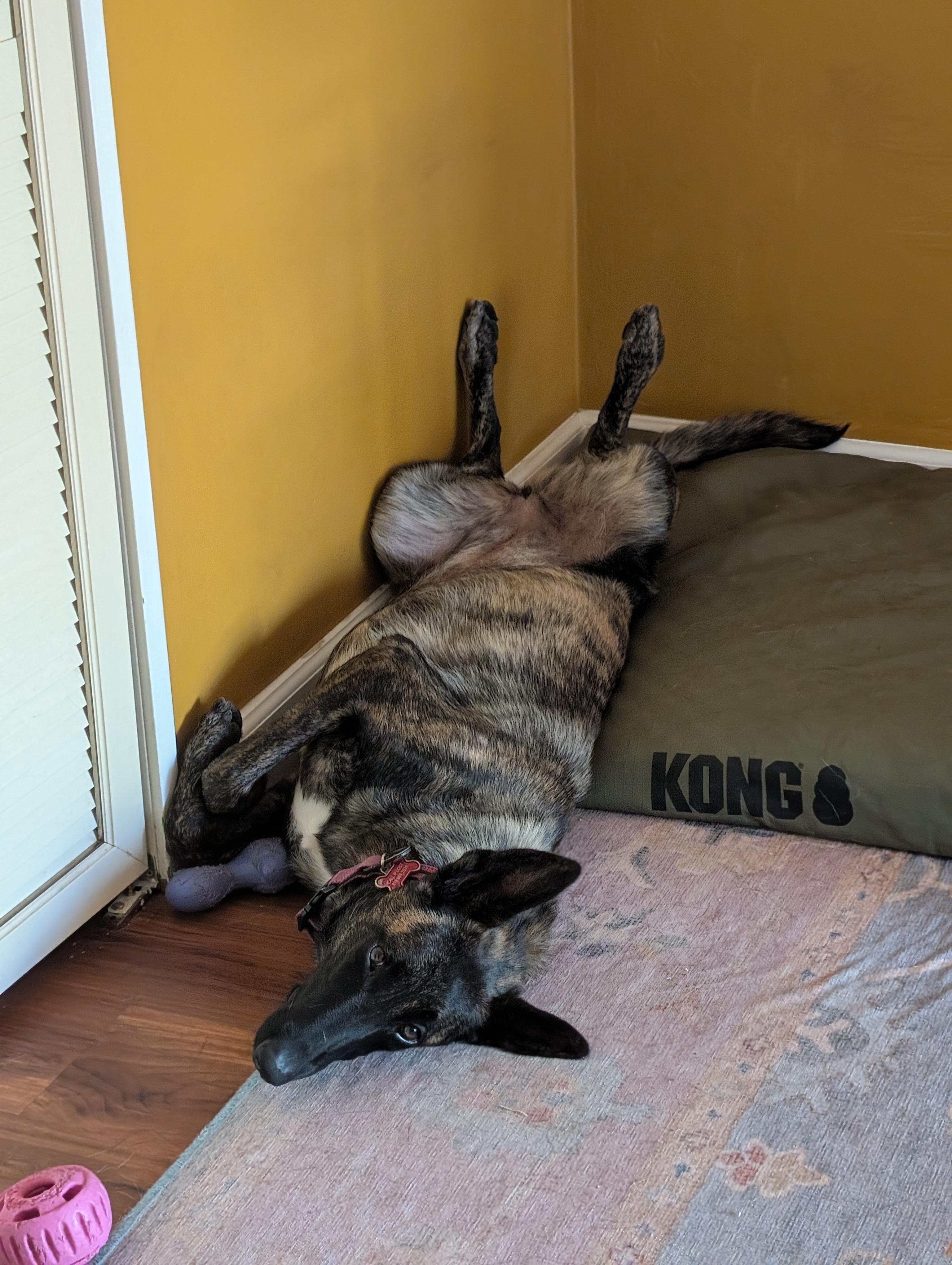 Enlarge CS Chai, a Adoptable Dutch Shepherd in Vancouver, WA image 2/6