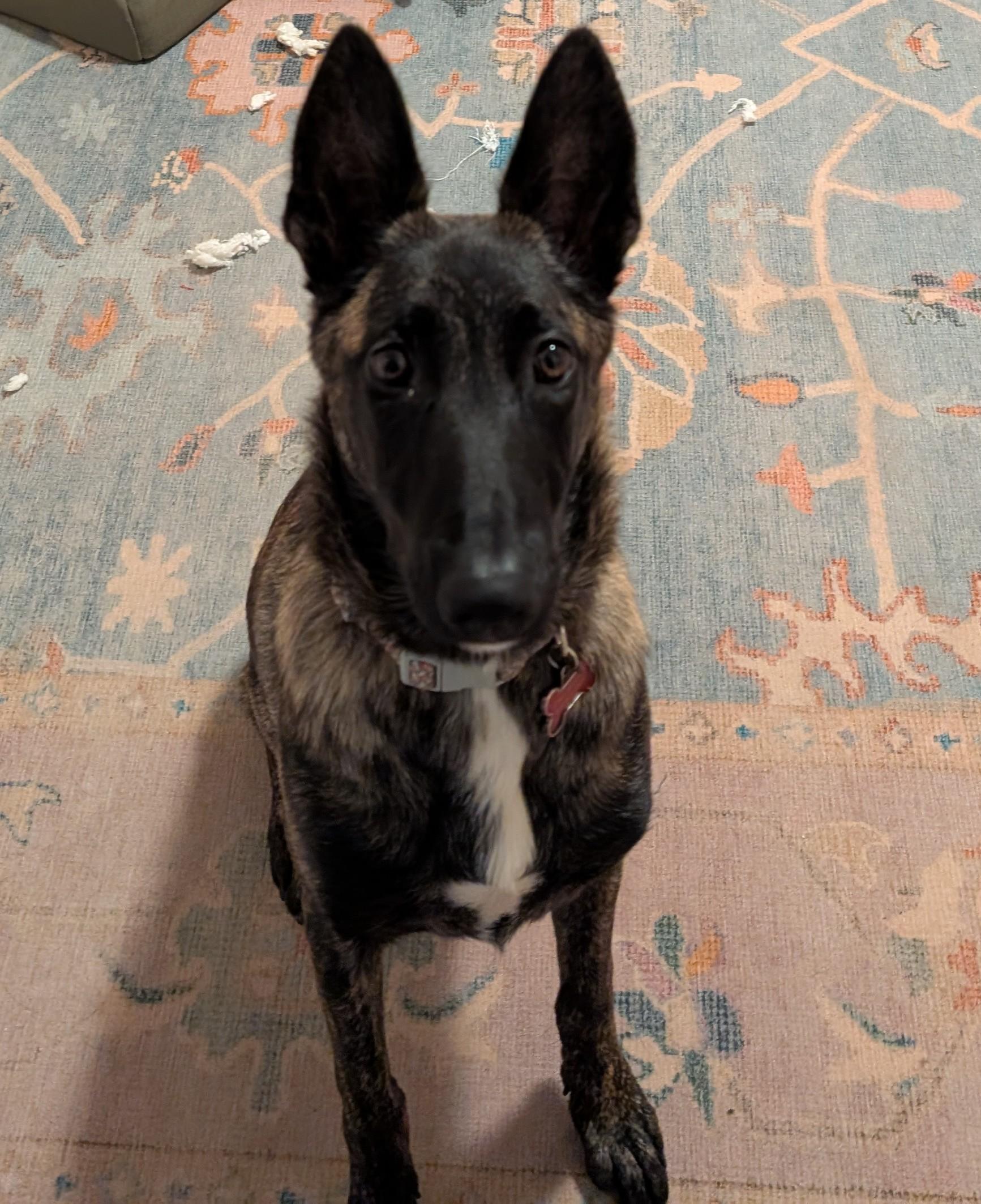 Enlarge CS Chai, a Adoptable Dutch Shepherd in Vancouver, WA image 3/6