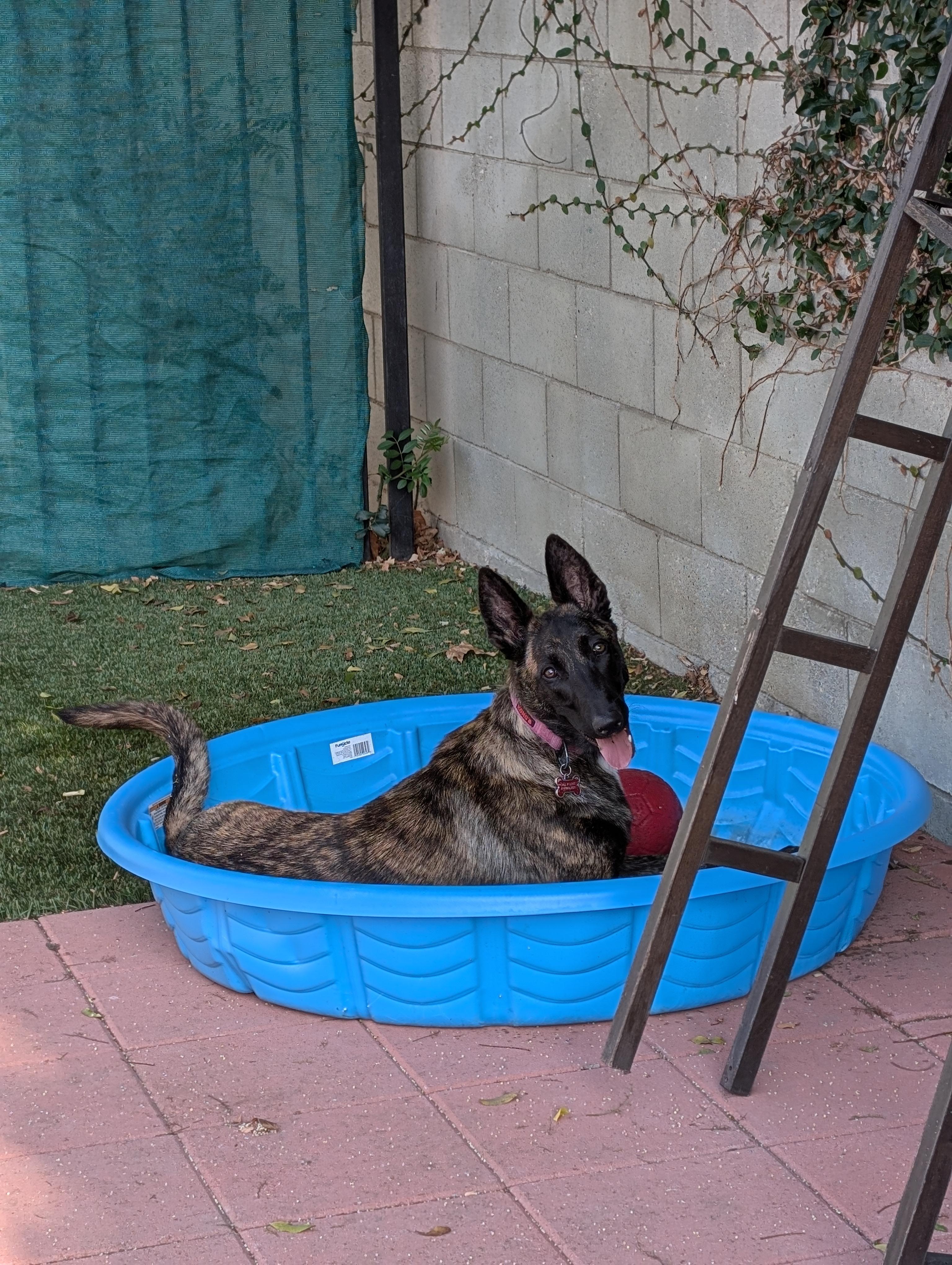 Enlarge CS Chai, a Adoptable Dutch Shepherd in Vancouver, WA image 4/6