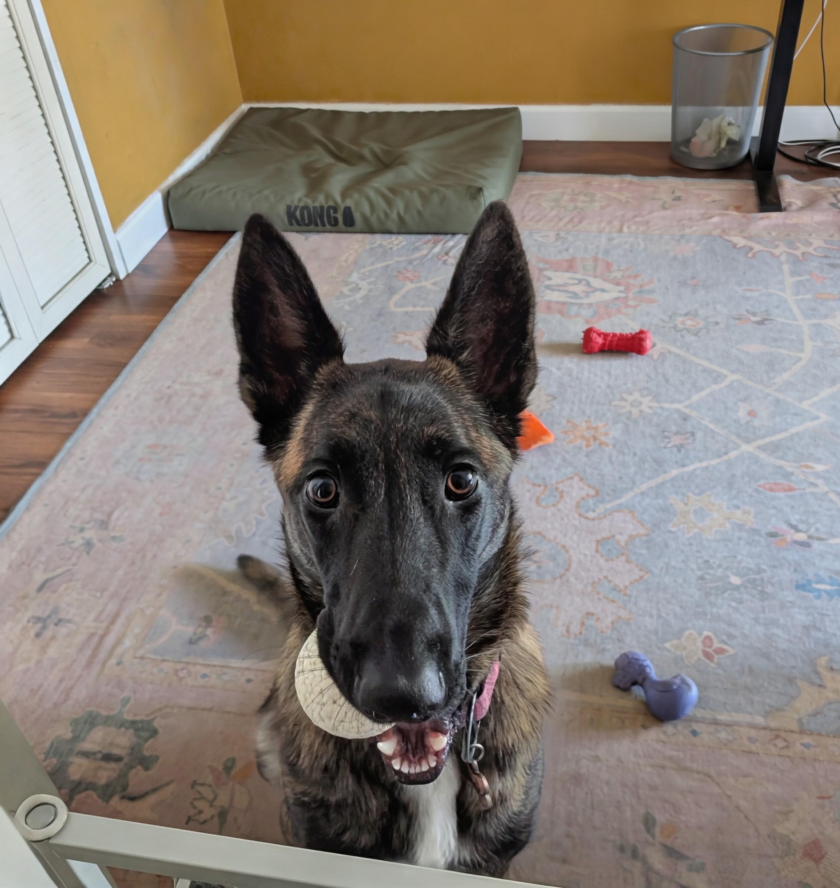 CS Chai, Adoptable, Young Female Dutch Shepherd.