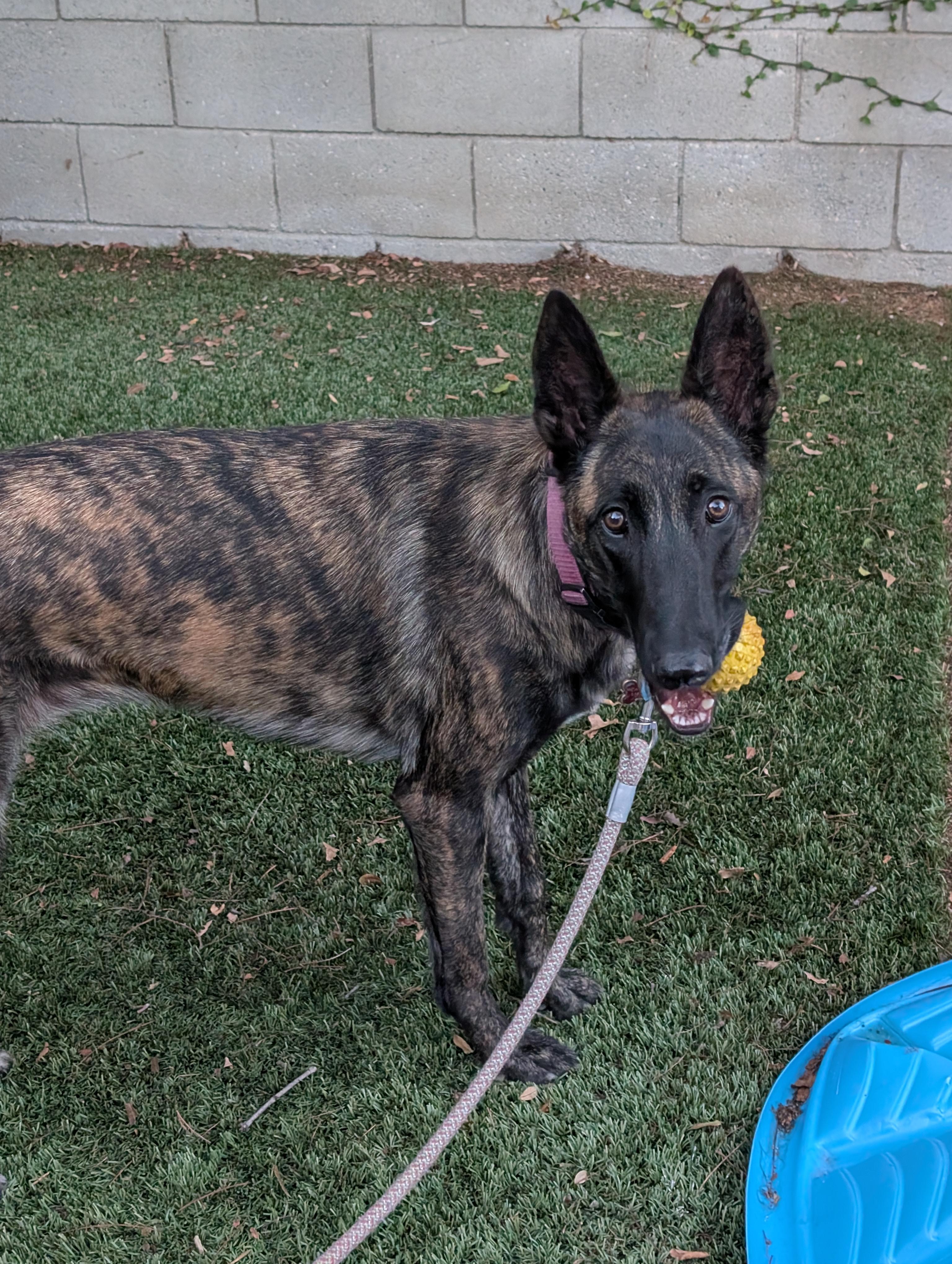 Enlarge CS Chai, a Adoptable Dutch Shepherd in Vancouver, WA image 6/6