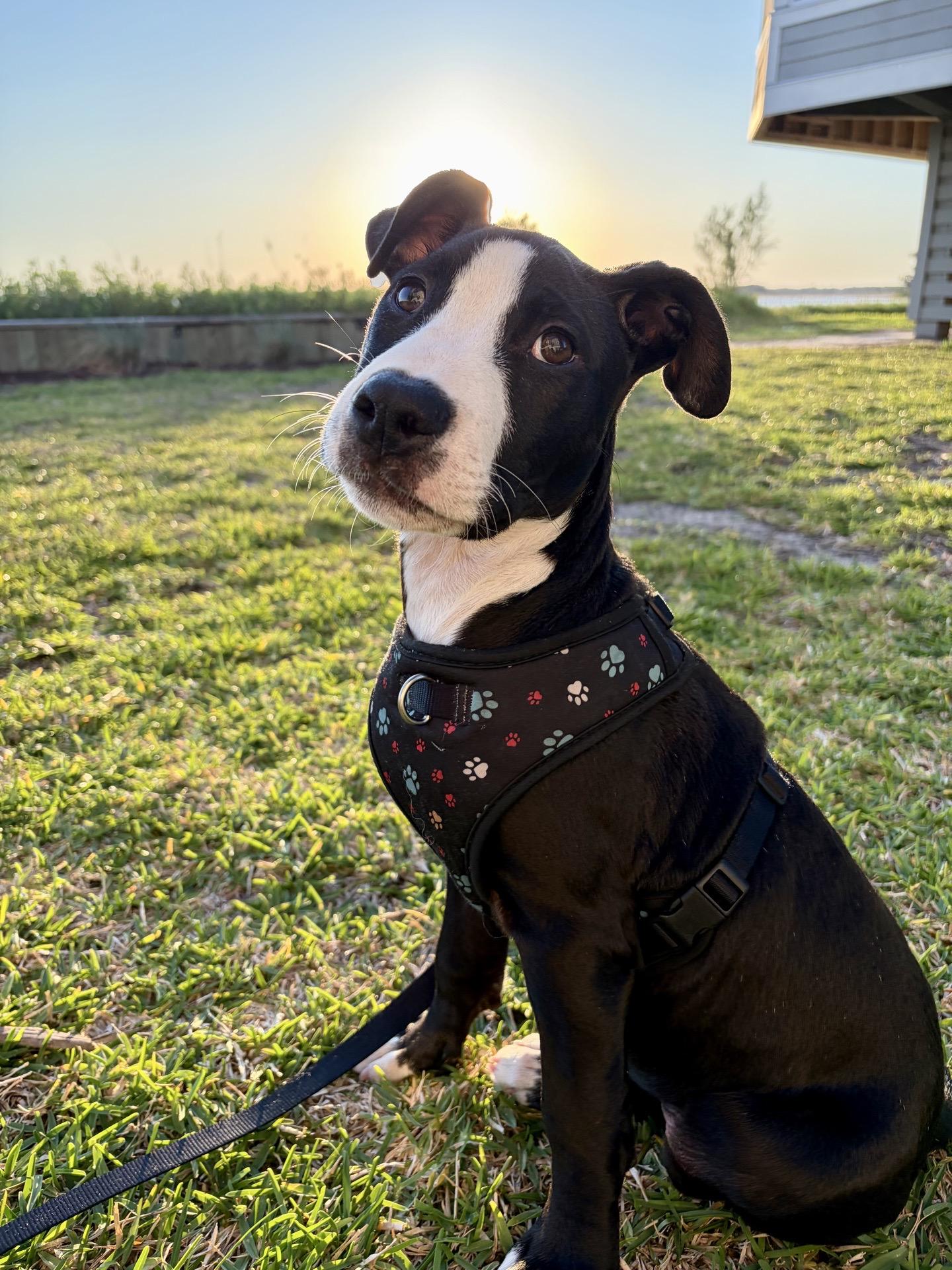 Enlarge Asiago, a ADOPTABLE Mixed Breed in charleston, SC image 1/1