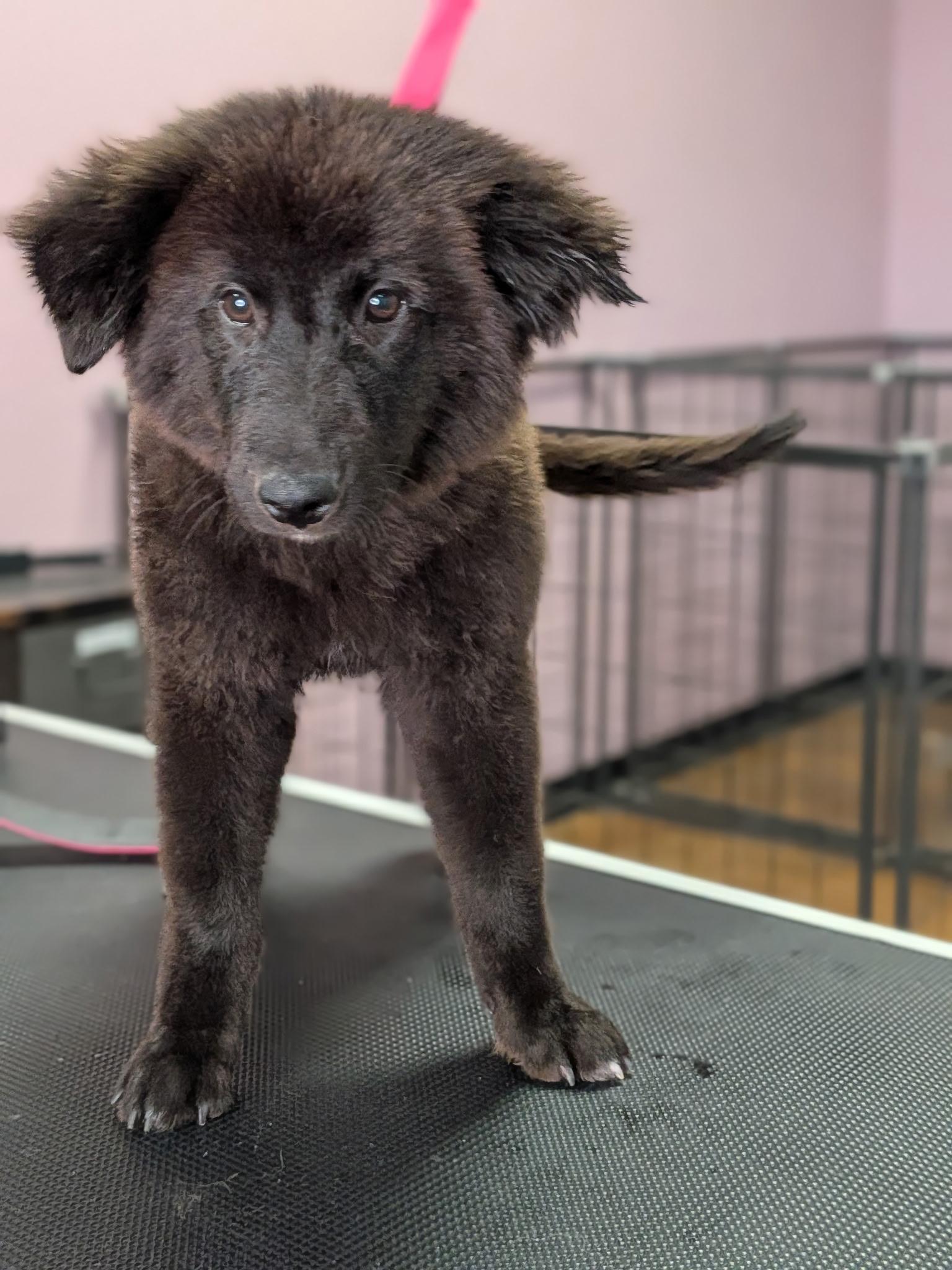 Enlarge Baby Cub, a ADOPTABLE mixed breed in Van Nuys, CA image 3/4