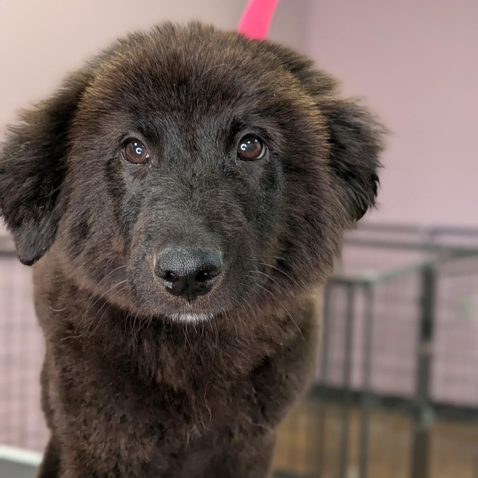 Baby Cub, ADOPTABLE, Puppy Male Flat-Coated Retriever & Border Collie.