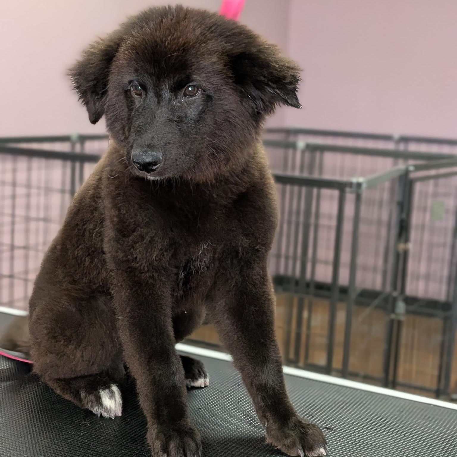 Enlarge Baby Cub, a ADOPTABLE mixed breed in Van Nuys, CA image 4/4