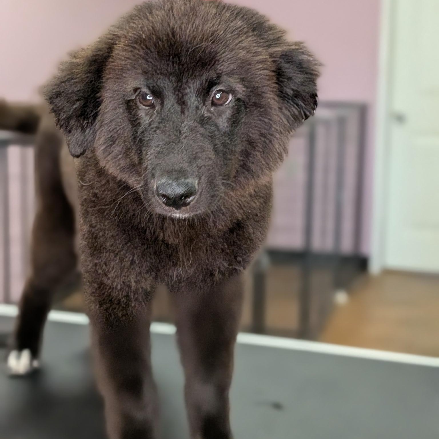 Enlarge Baby Cub, a ADOPTABLE mixed breed in Van Nuys, CA image 2/4