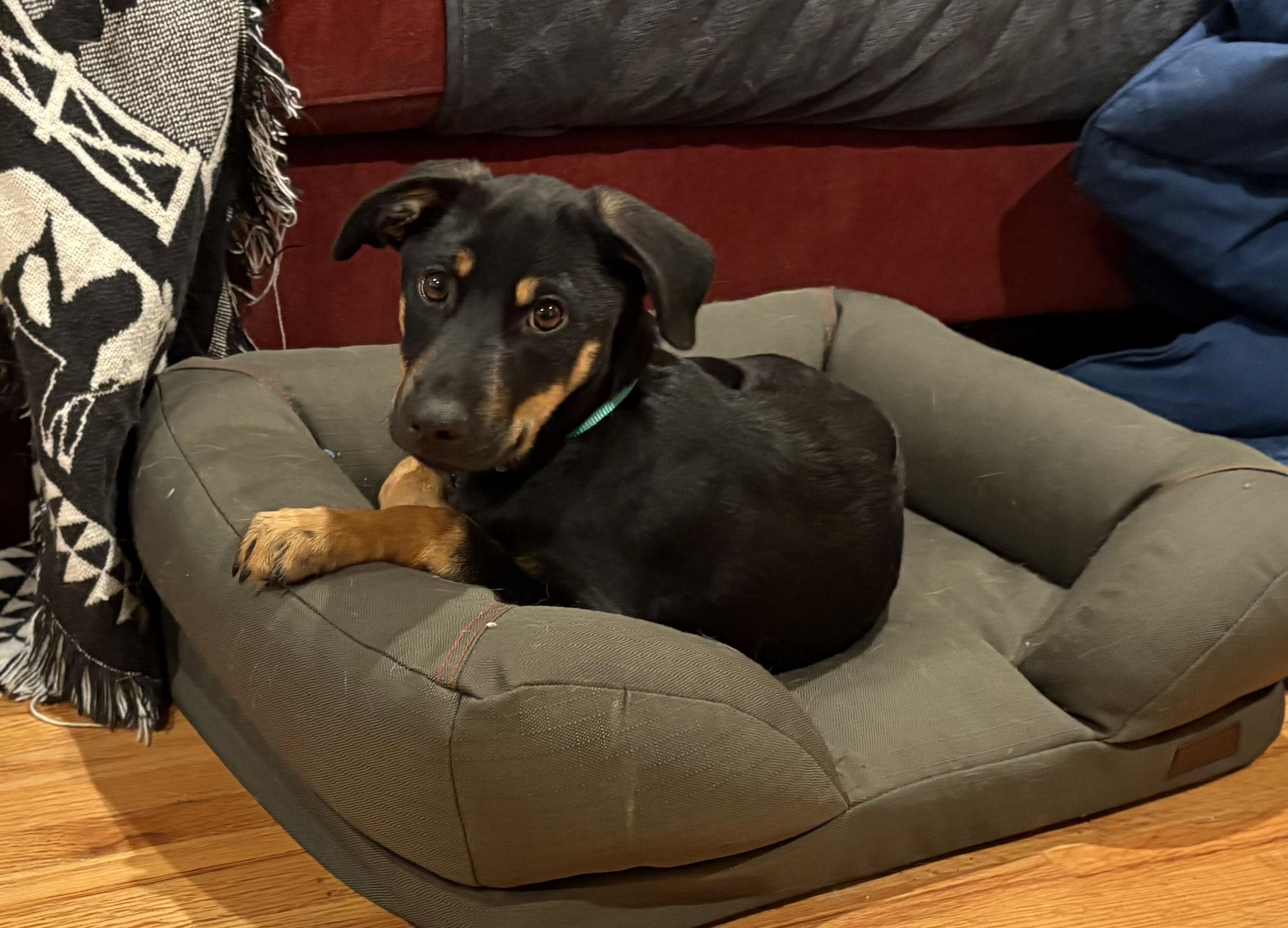 Enlarge Darius, a Adoptable mixed breed in Minneapolis, MN image 4/6