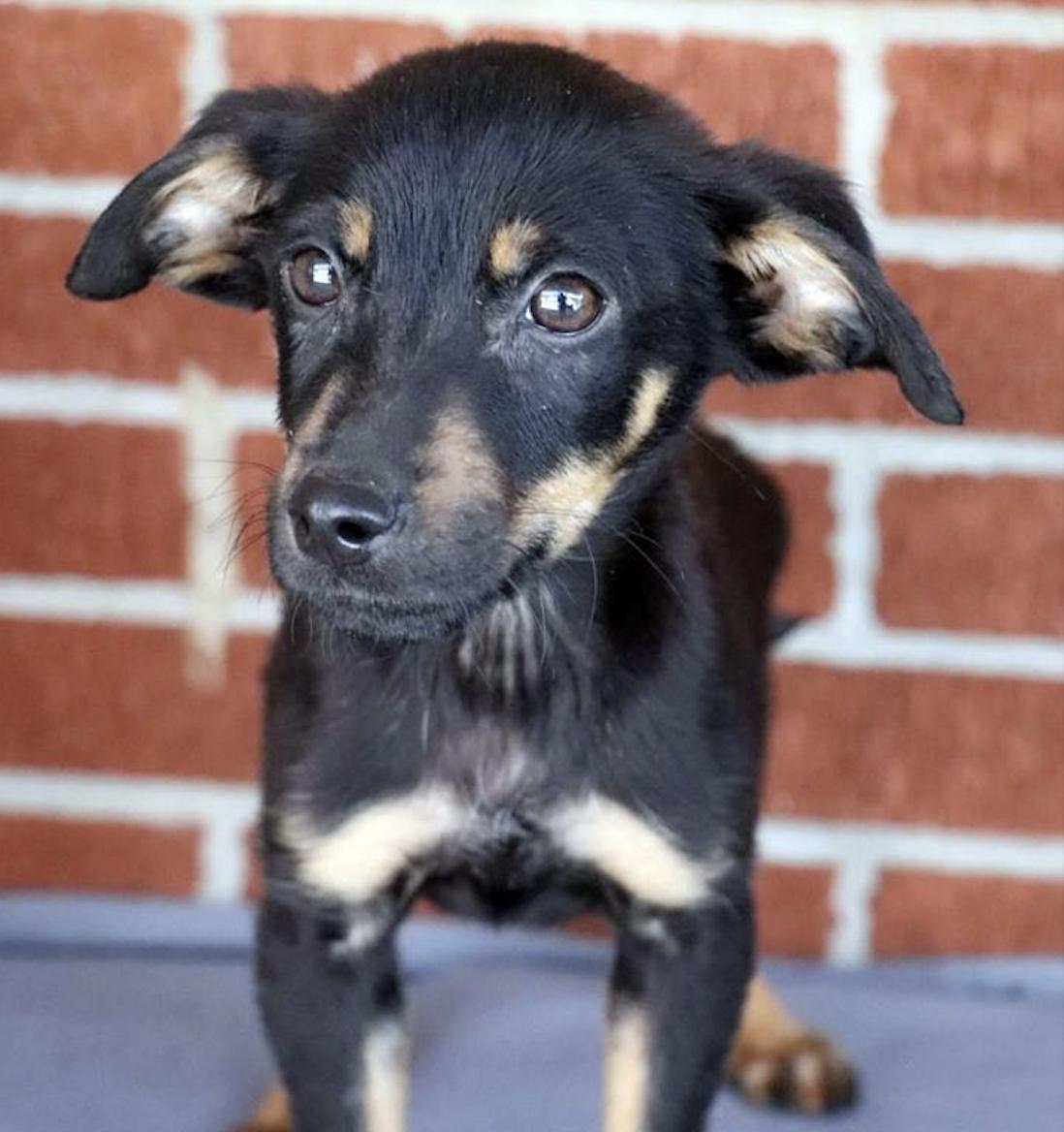 Enlarge Darius, a Adoptable mixed breed in Minneapolis, MN image 4/6