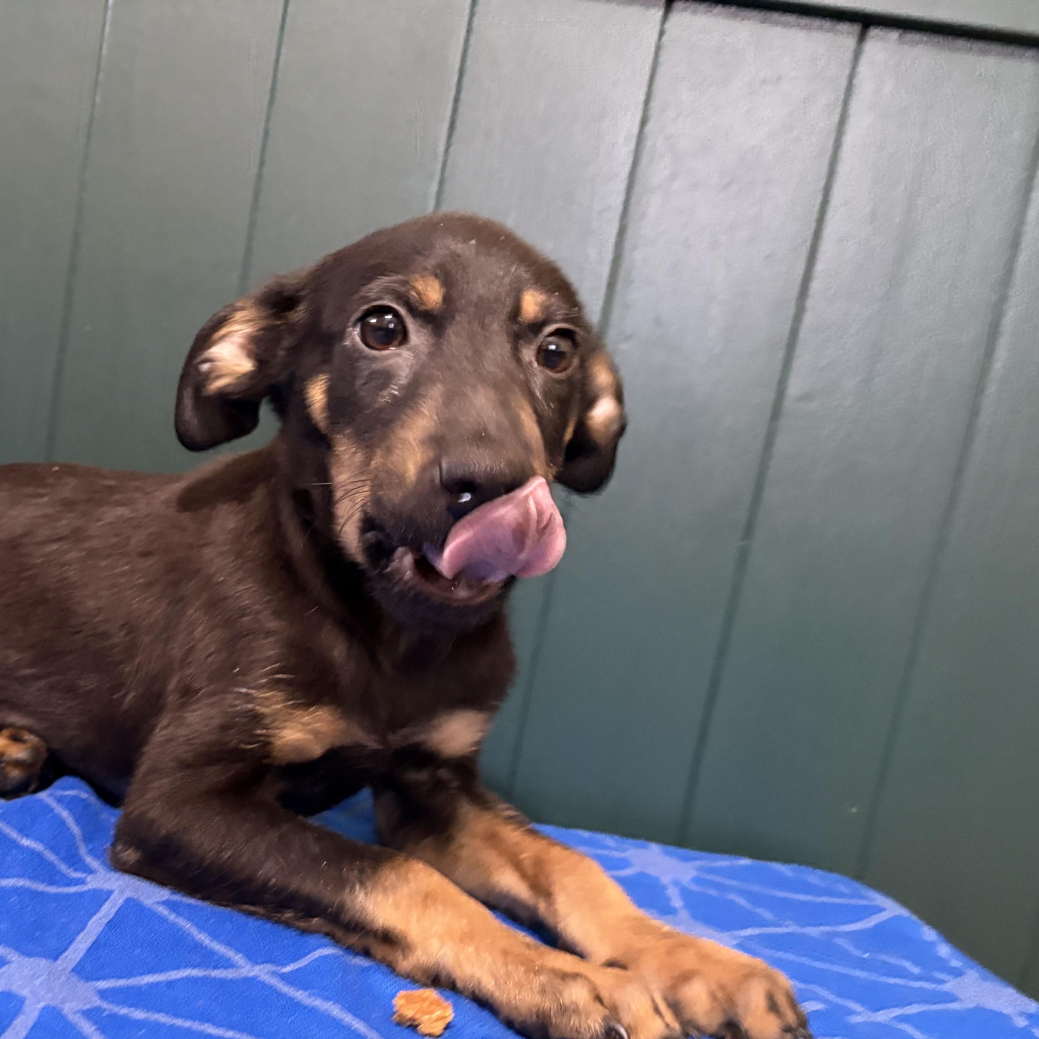 Enlarge Darius, a Adoptable mixed breed in Minneapolis, MN image 5/6