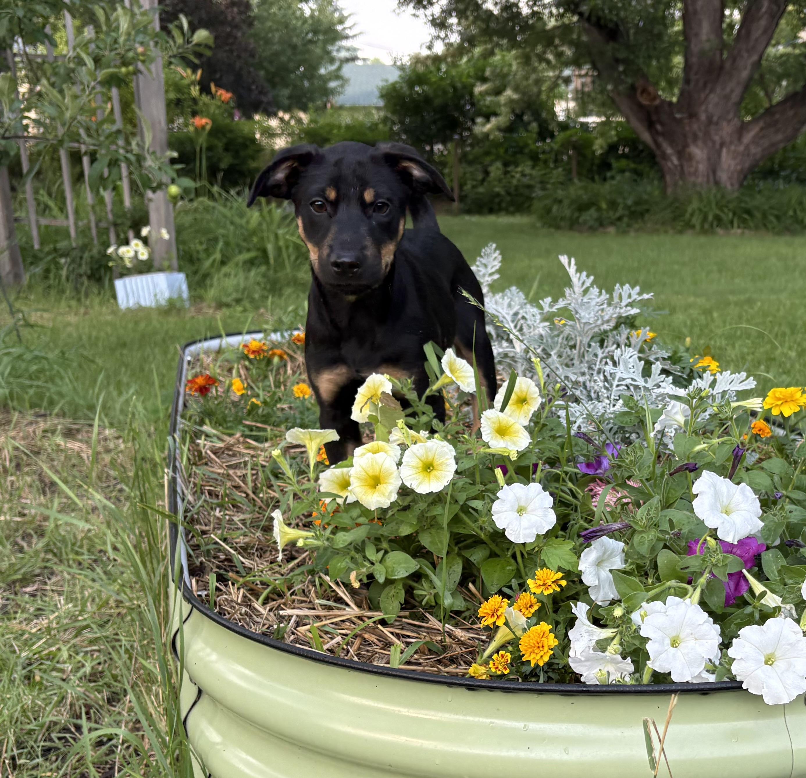 Enlarge Darius, a Adoptable mixed breed in Minneapolis, MN image 5/6