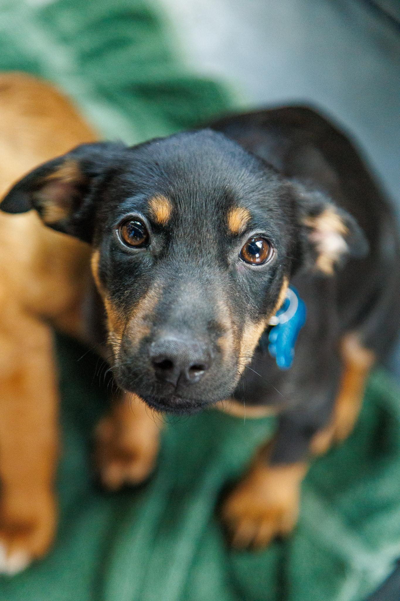 Enlarge Darius, a Adoptable mixed breed in Minneapolis, MN image 6/6