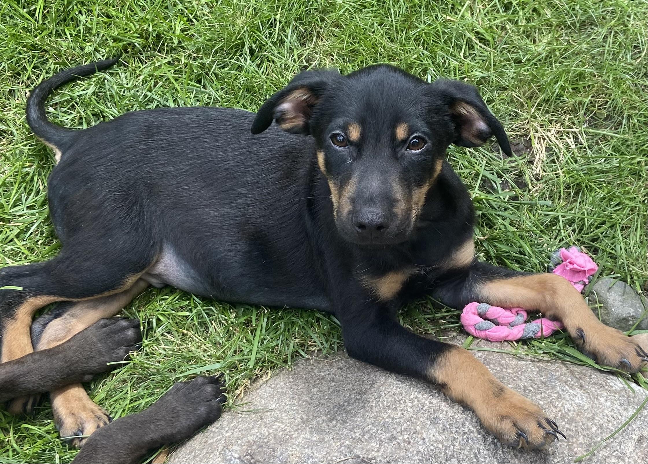 Enlarge Darius, a Adoptable mixed breed in Minneapolis, MN image 3/6