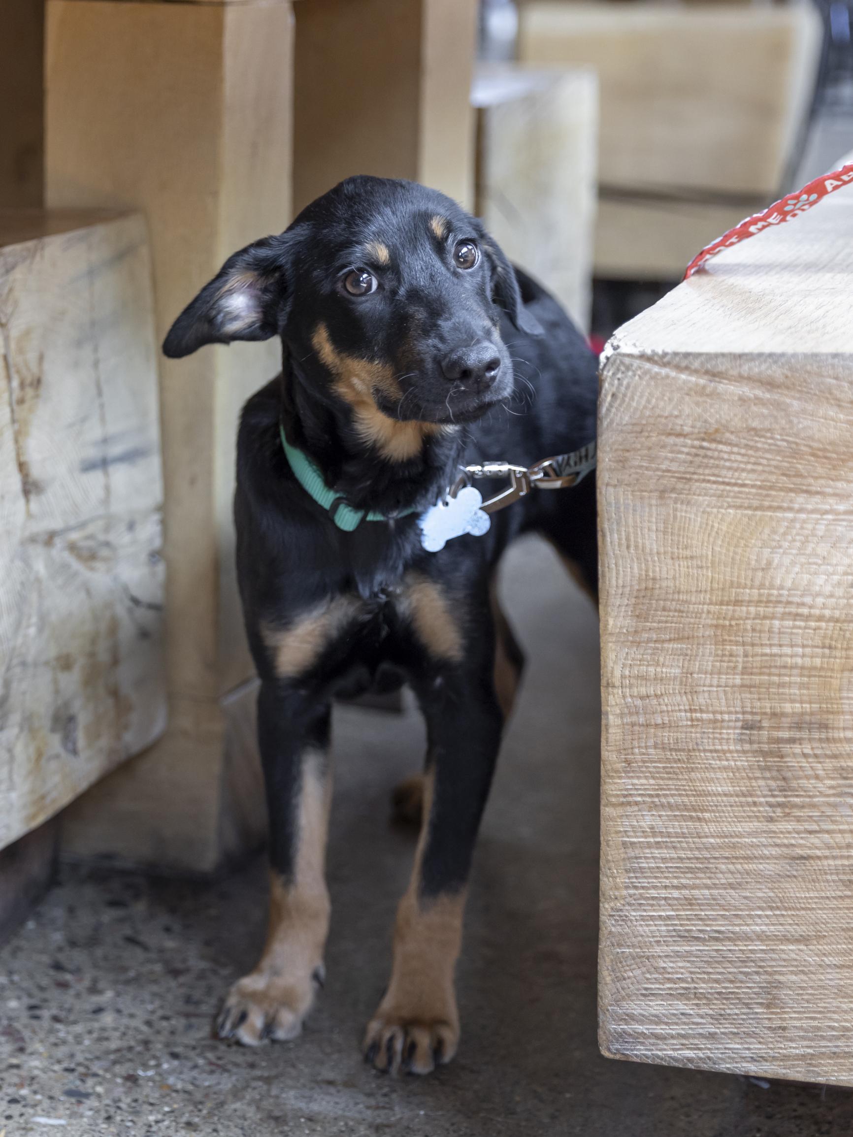 Darius, Adoptable, Puppy Male Retriever & Shepherd.
