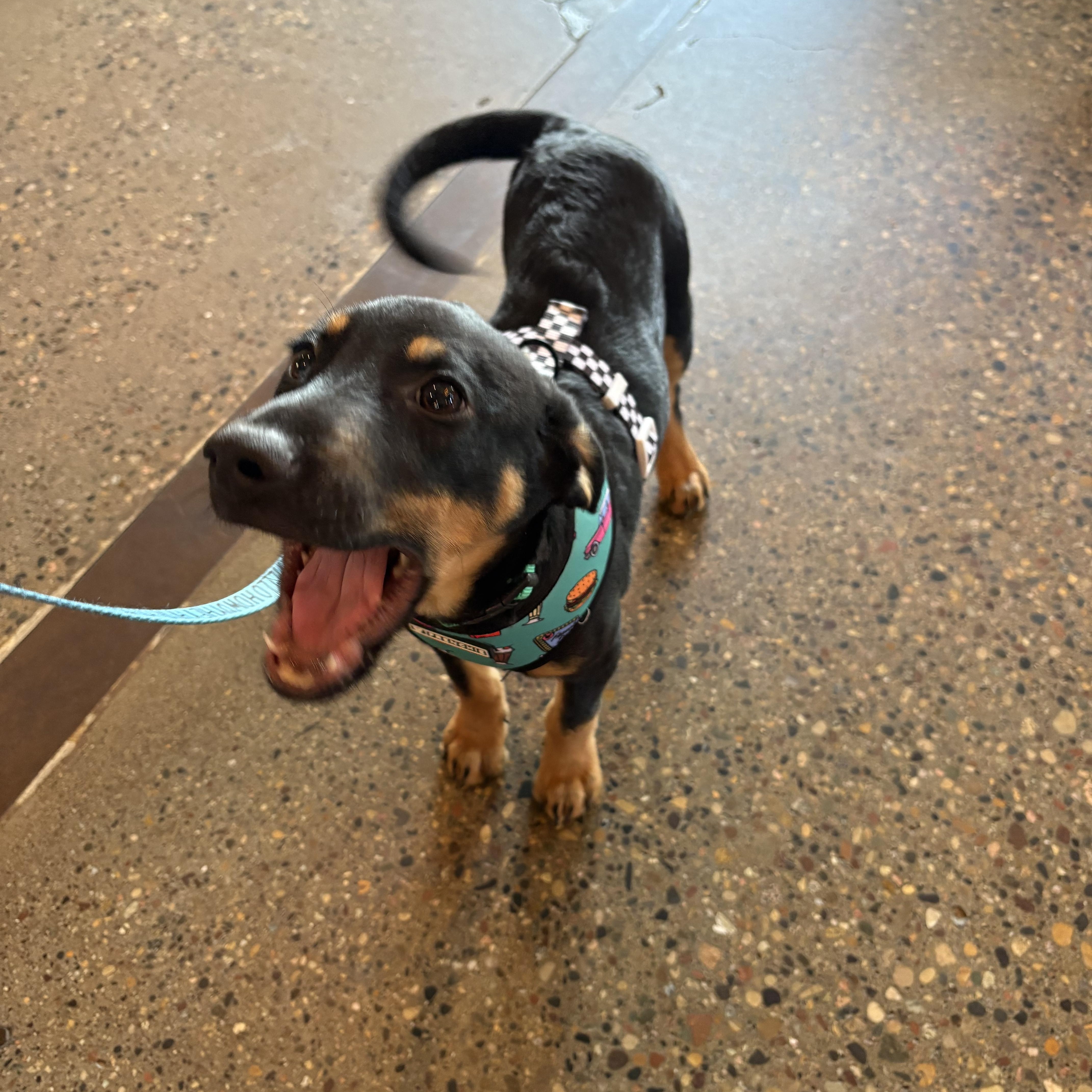 Enlarge Darius, a Adoptable mixed breed in Minneapolis, MN image 6/6