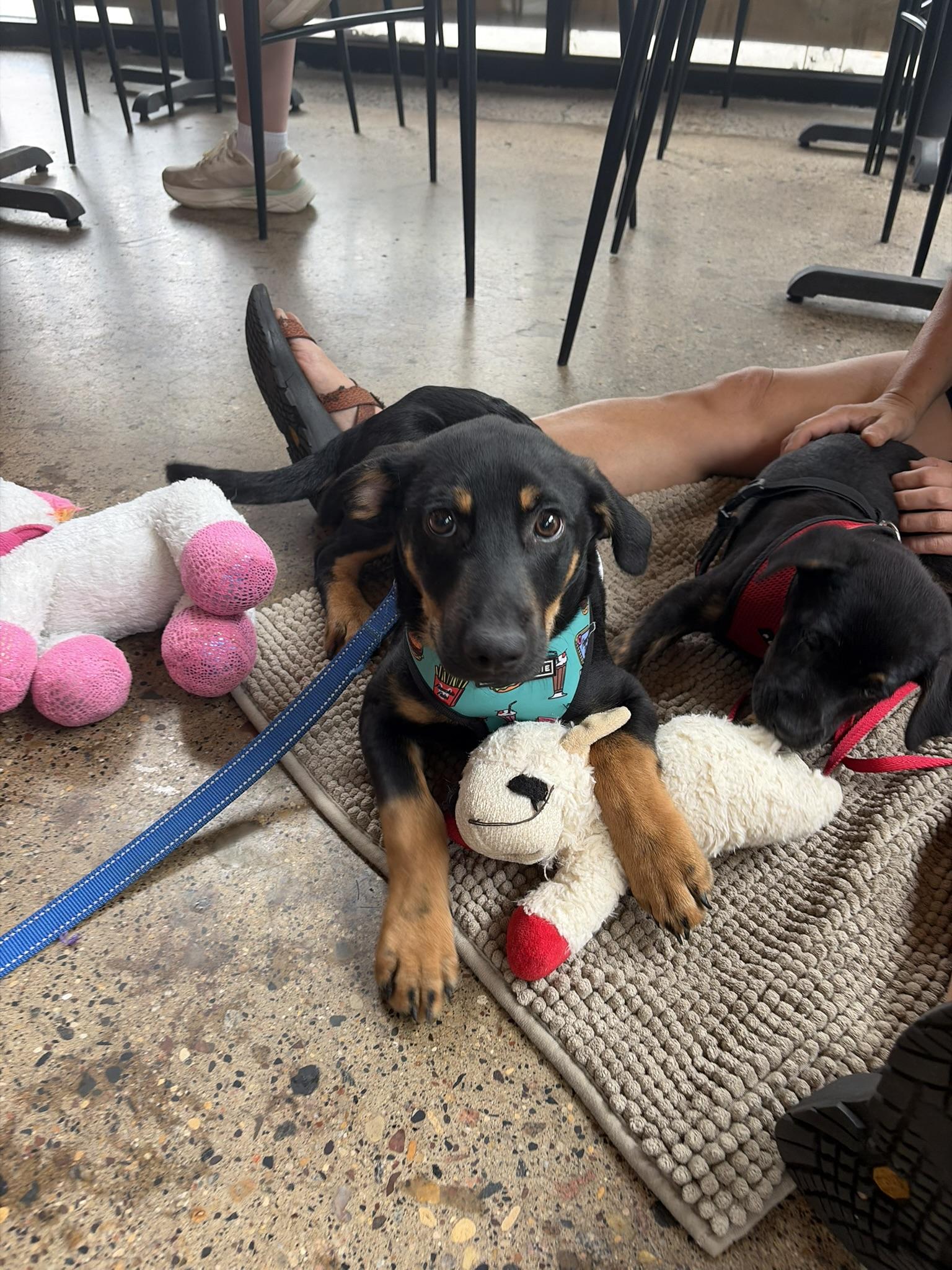 Enlarge Darius, a Adoptable mixed breed in Minneapolis, MN image 3/6