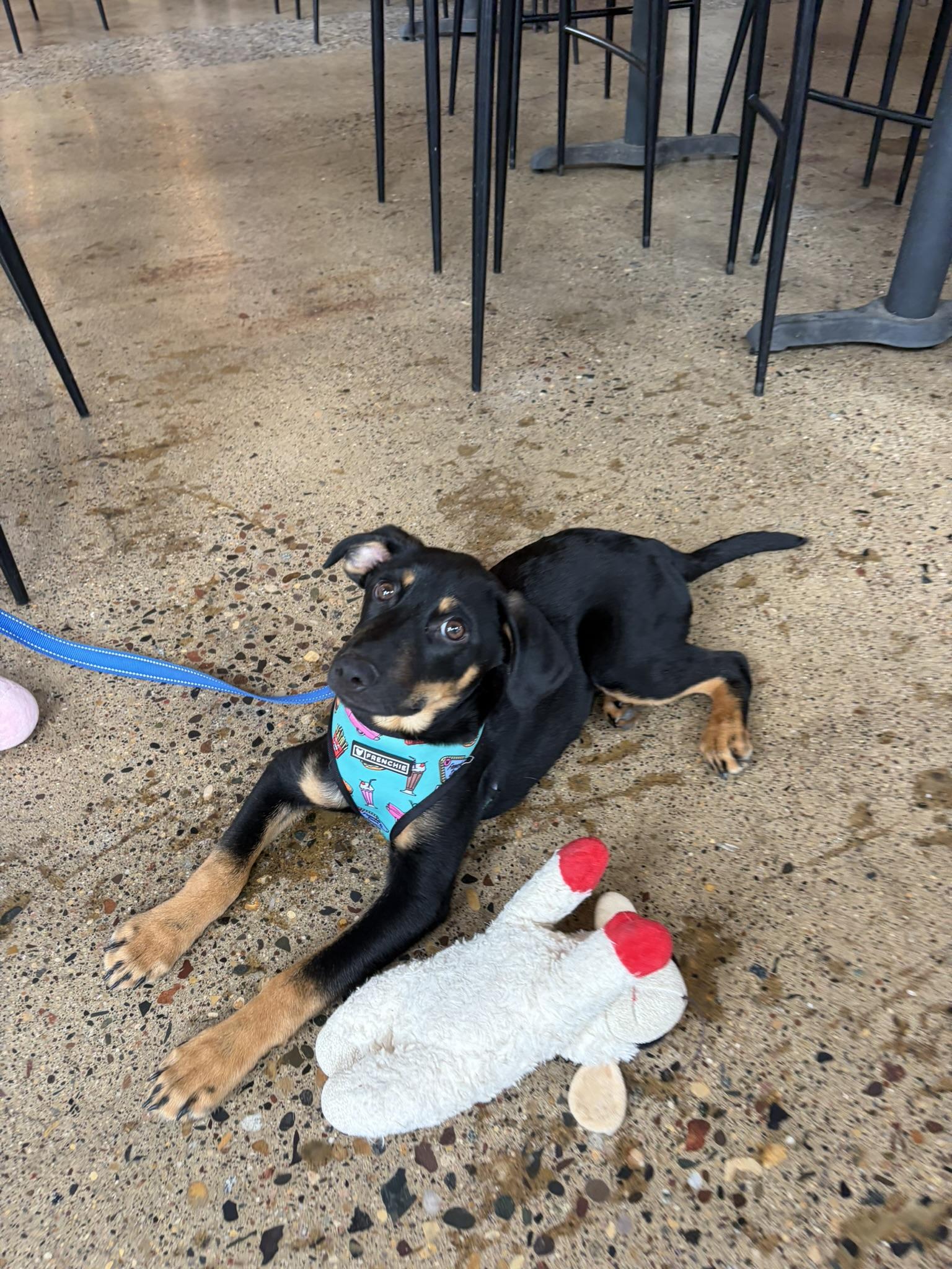 Enlarge Darius, a Adoptable mixed breed in Minneapolis, MN image 2/6