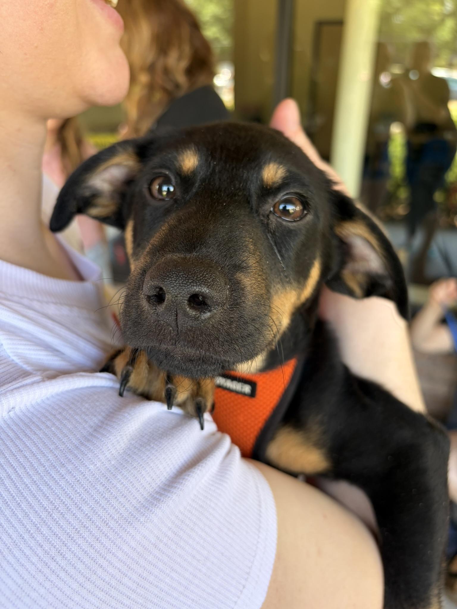 Enlarge Darius, a Adoptable mixed breed in Minneapolis, MN image 1/6