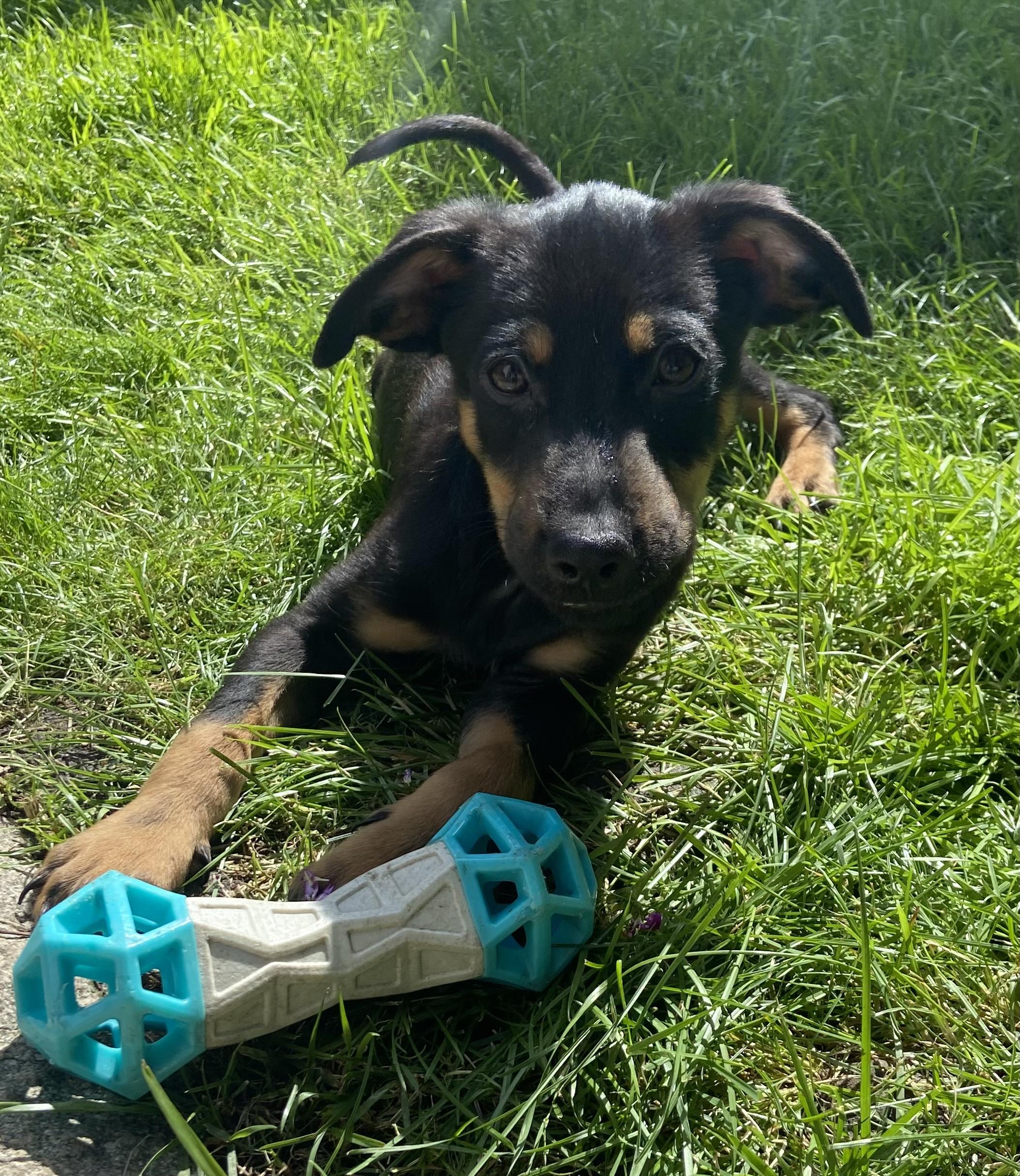 Enlarge Darius, a Adoptable mixed breed in Minneapolis, MN image 2/6