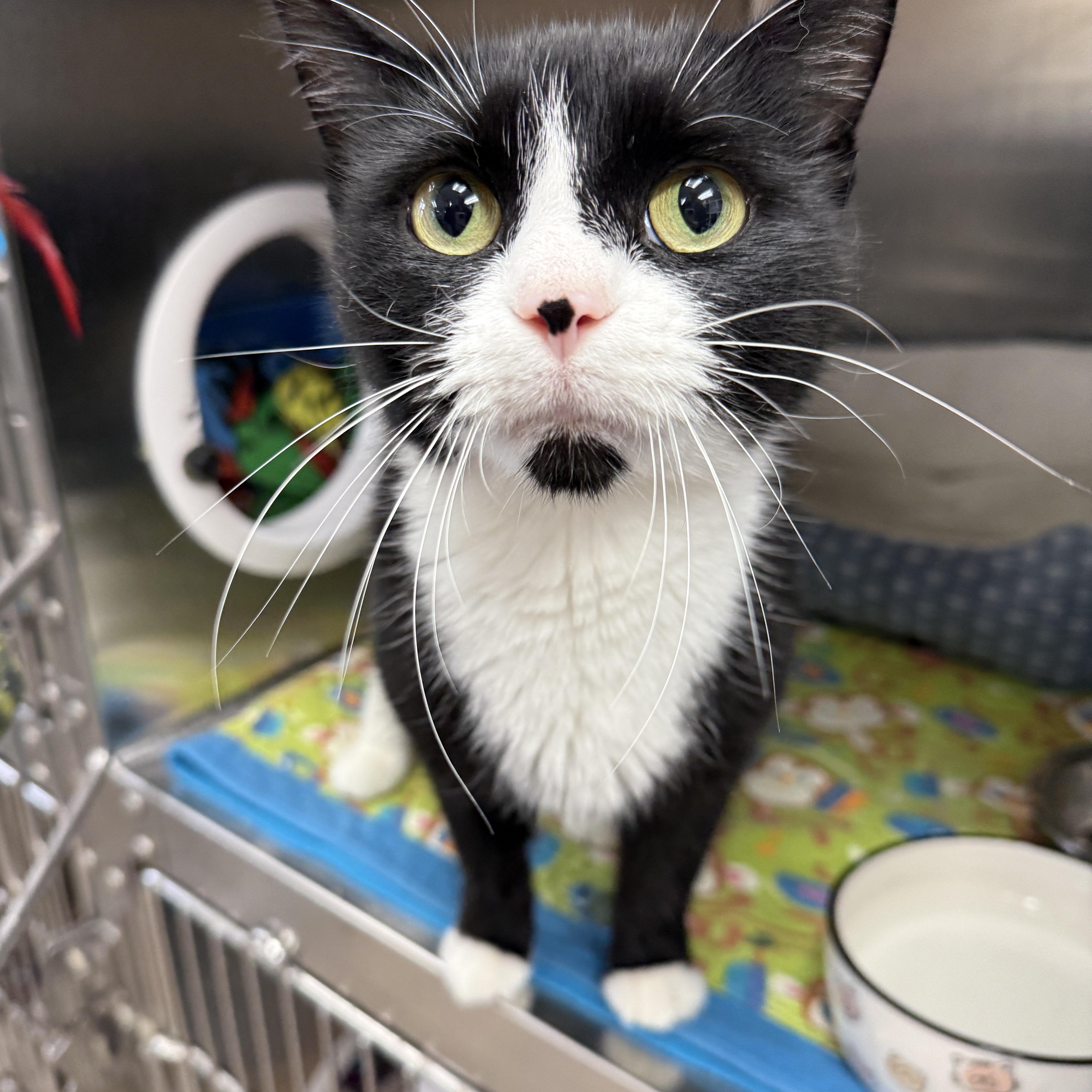Kemps, Adoptable, Adult Female Domestic Short Hair.