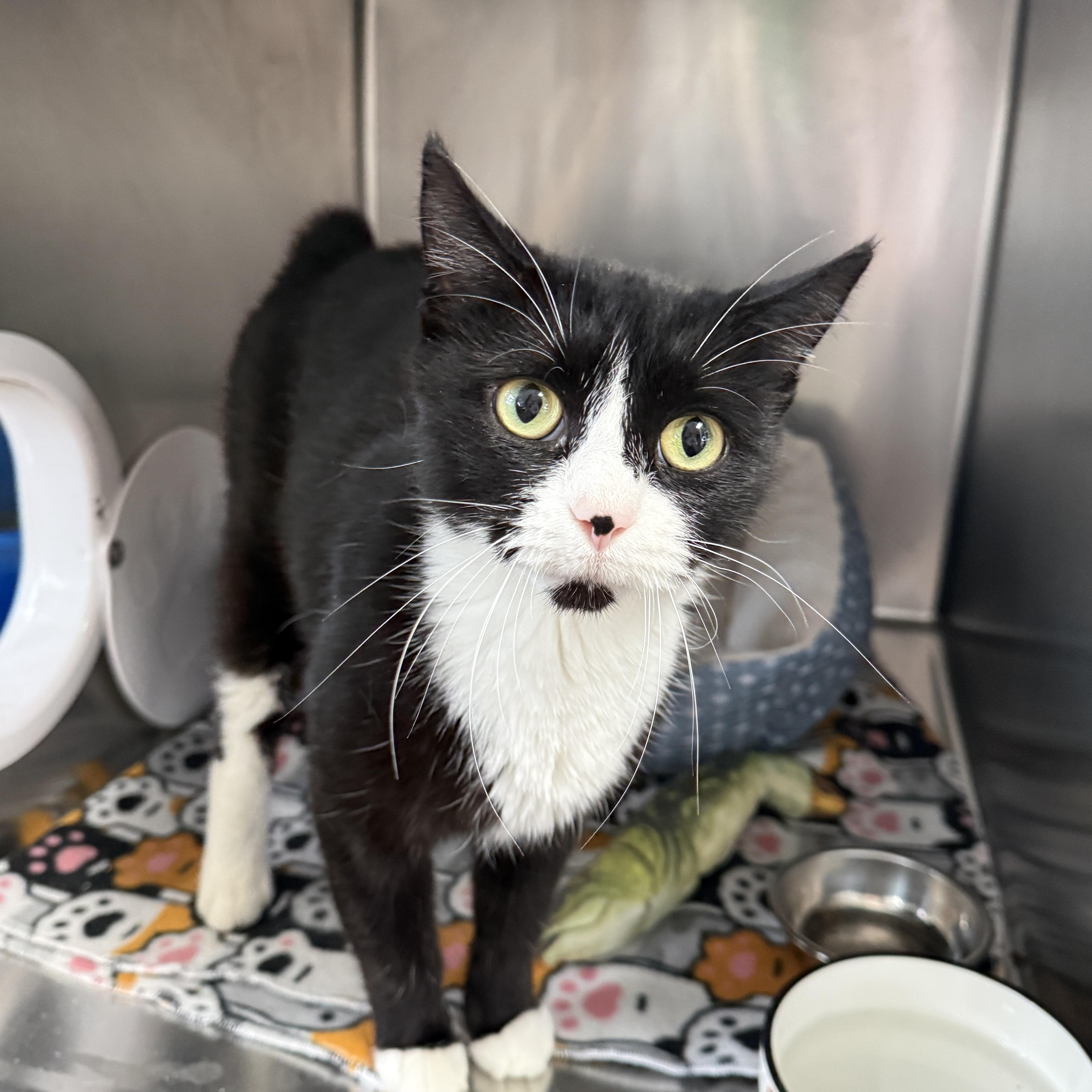 Enlarge Kemps, a Adoptable Domestic Short Hair in Oconto, WI image 3/3