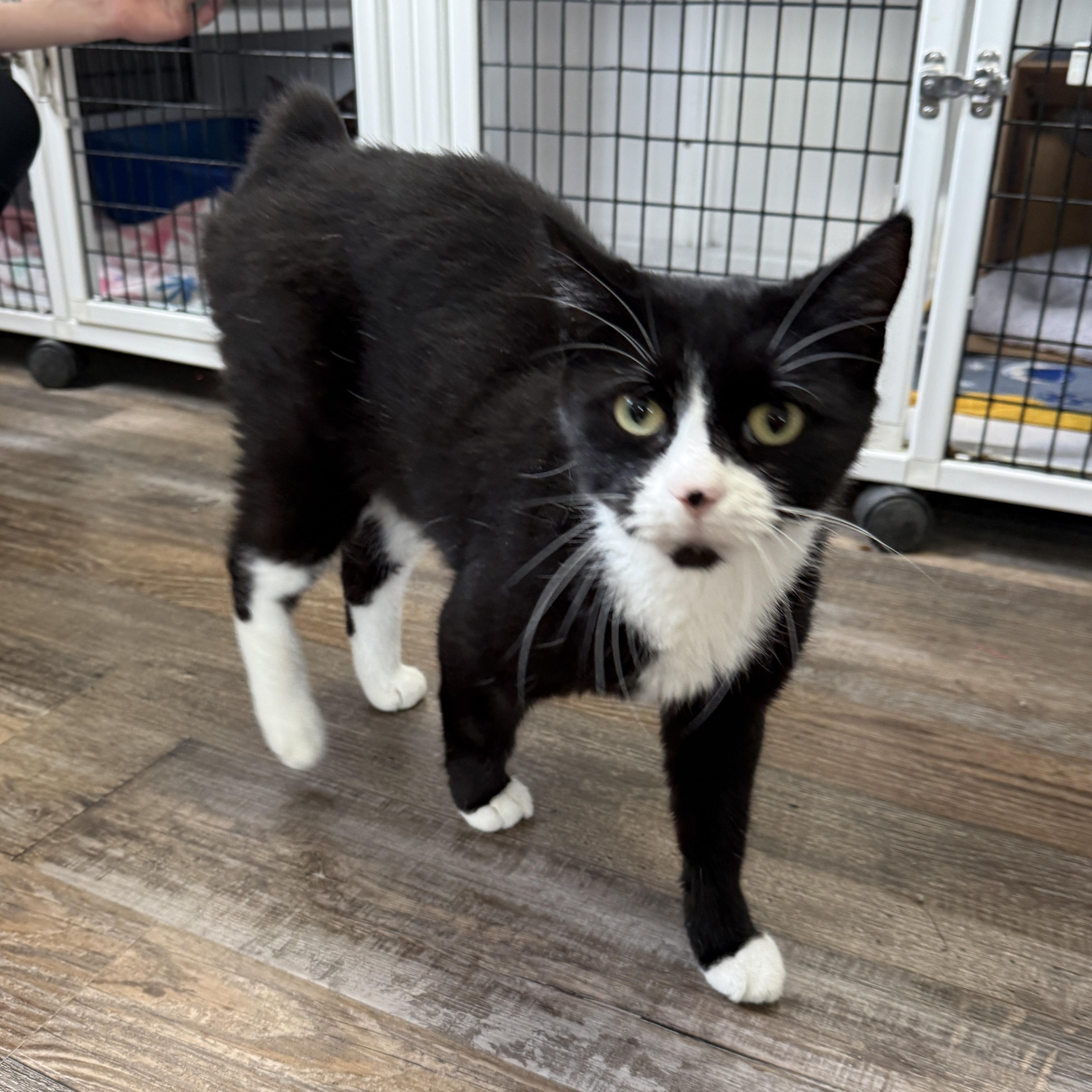 Enlarge Kemps, a Adoptable Domestic Short Hair in Oconto, WI image 2/3